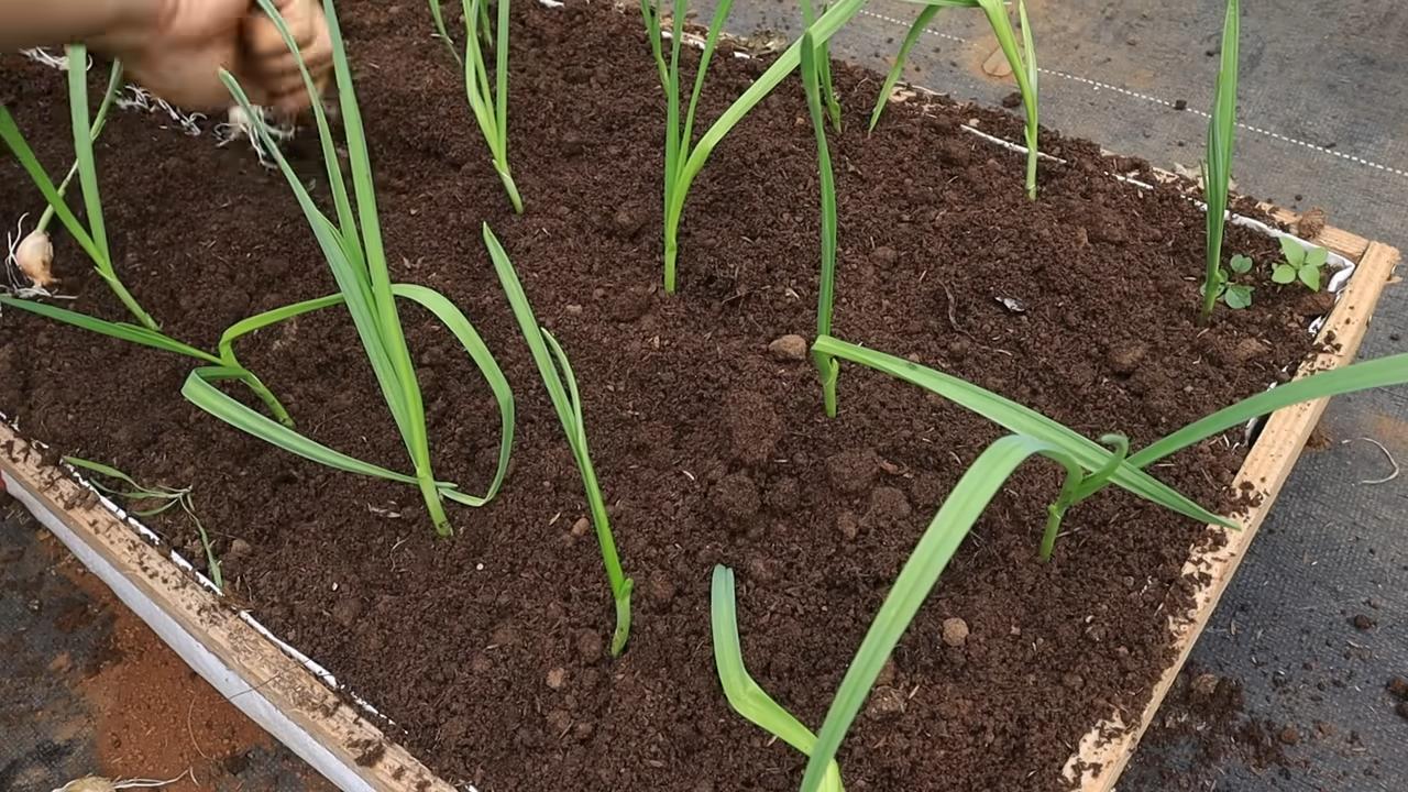 Grow garlic fast