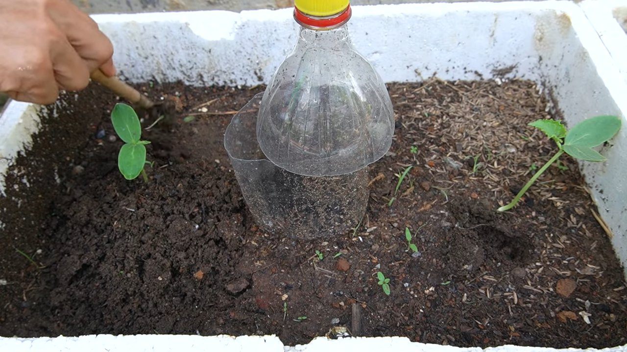 Grow Cantaloupe Successfully