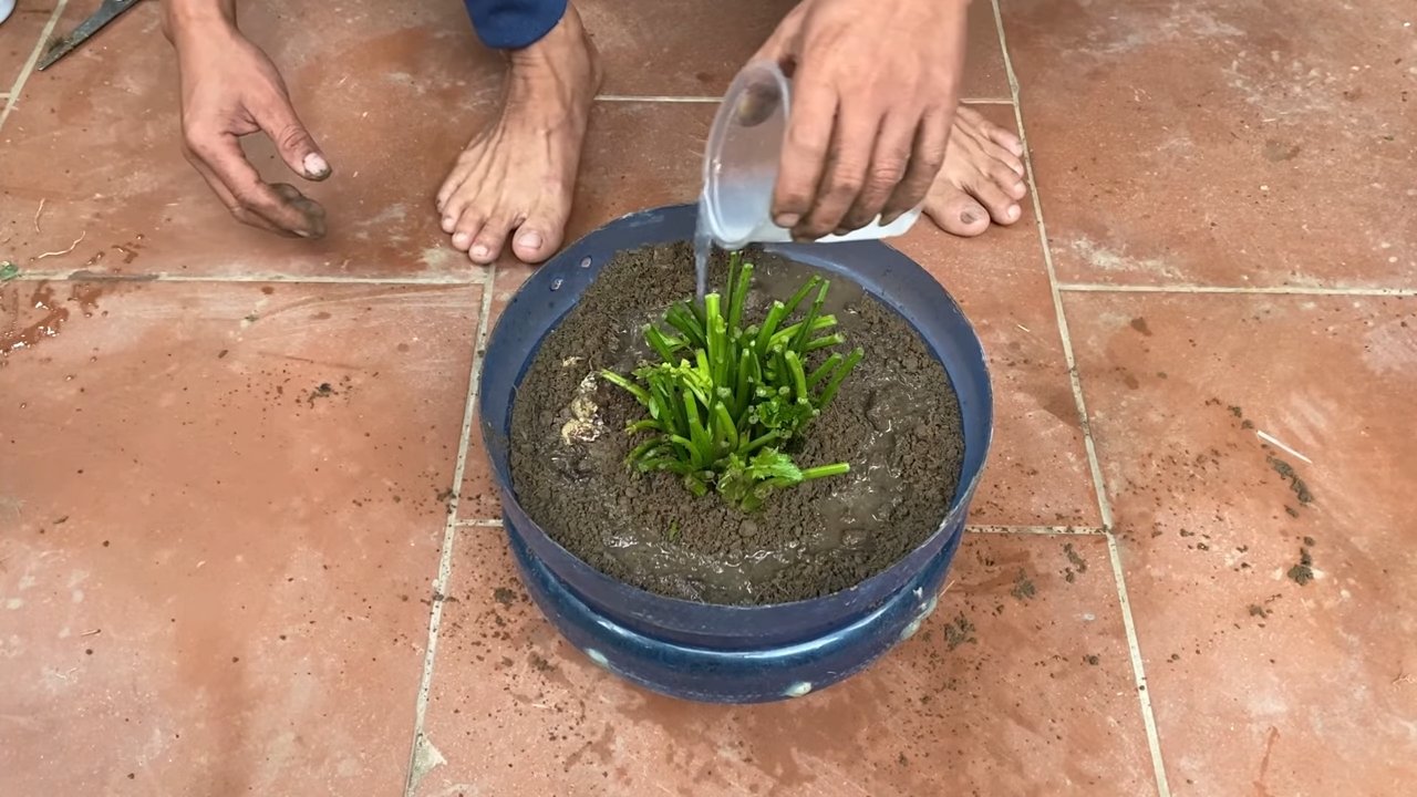 Harvest backyard celery