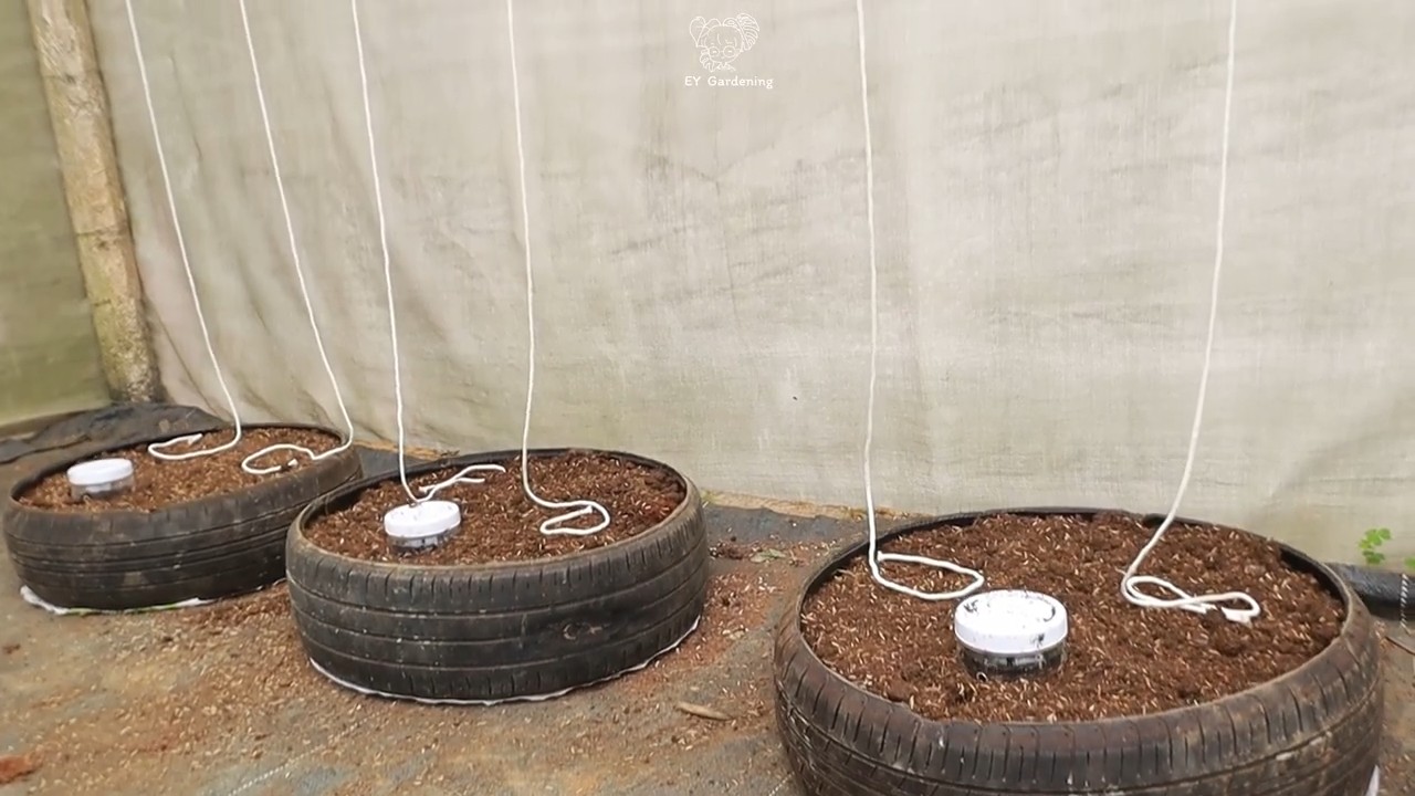 Grow Butternut Squash Tires Terrace