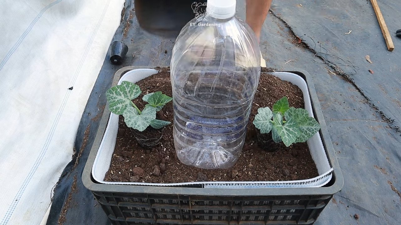DIY pumpkin drip system