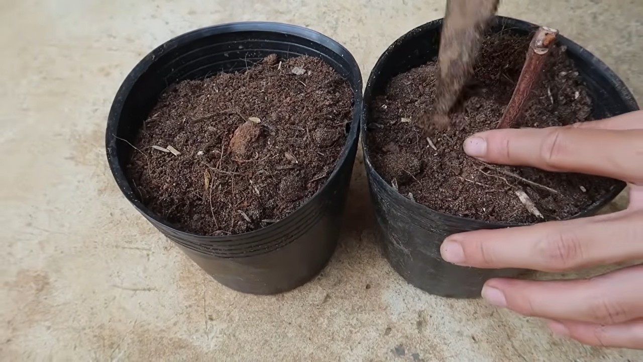 Growing grapes healthy snacks