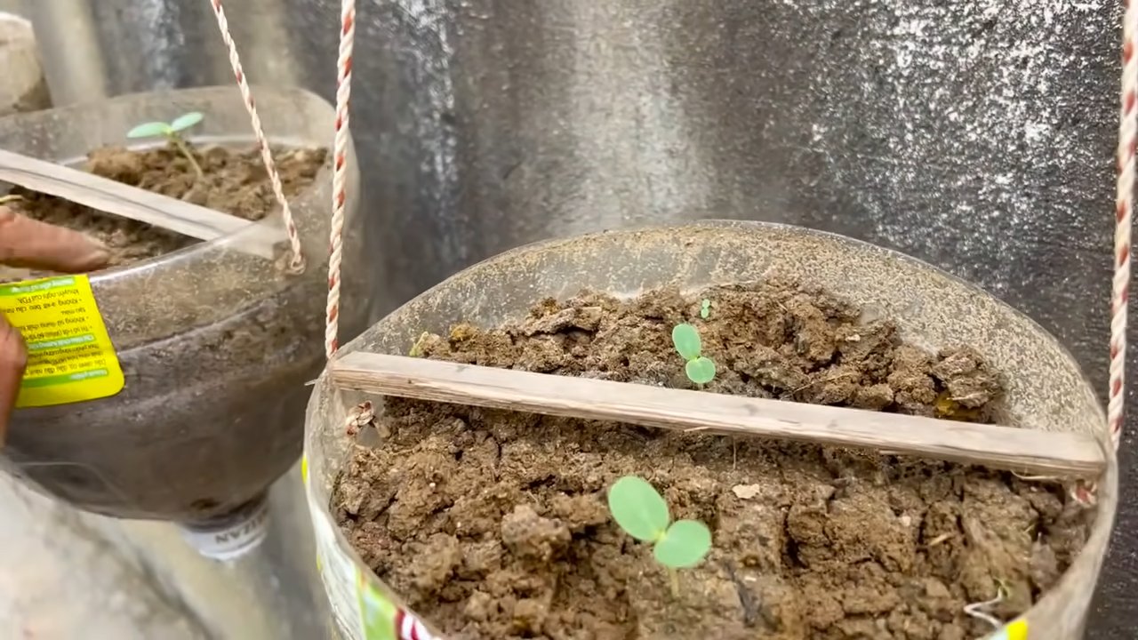 Double Melon Harvest Trick