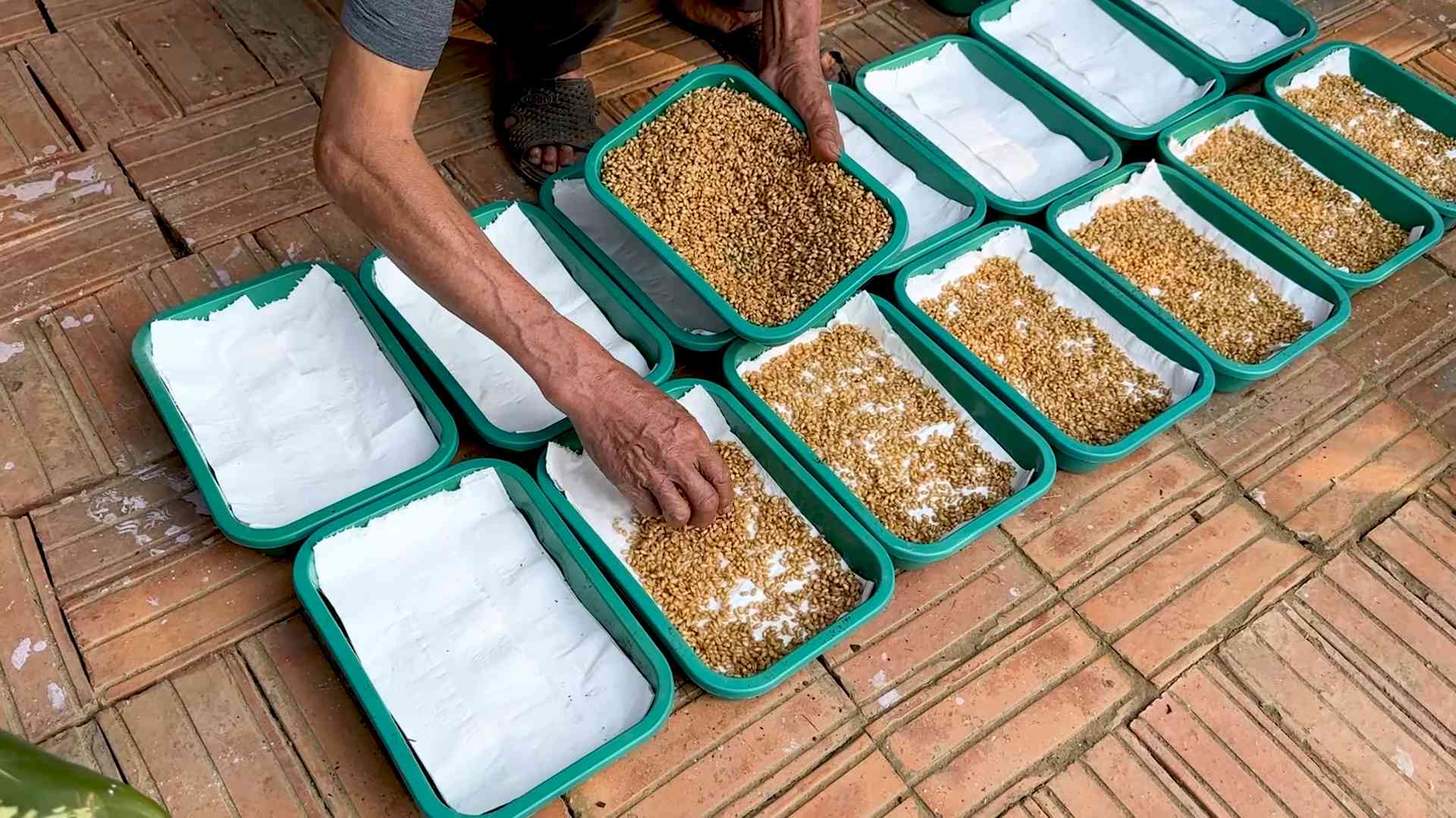 Grow Wheatgrass with Water