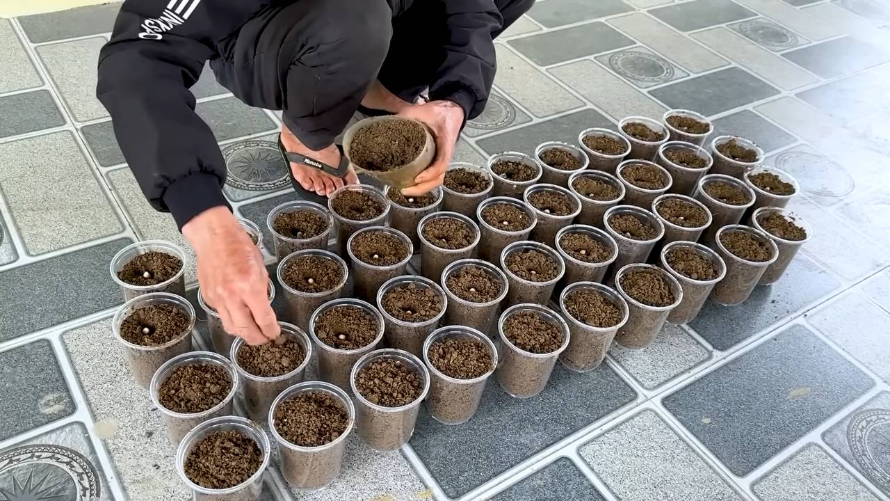 Growing Peanuts Indoors