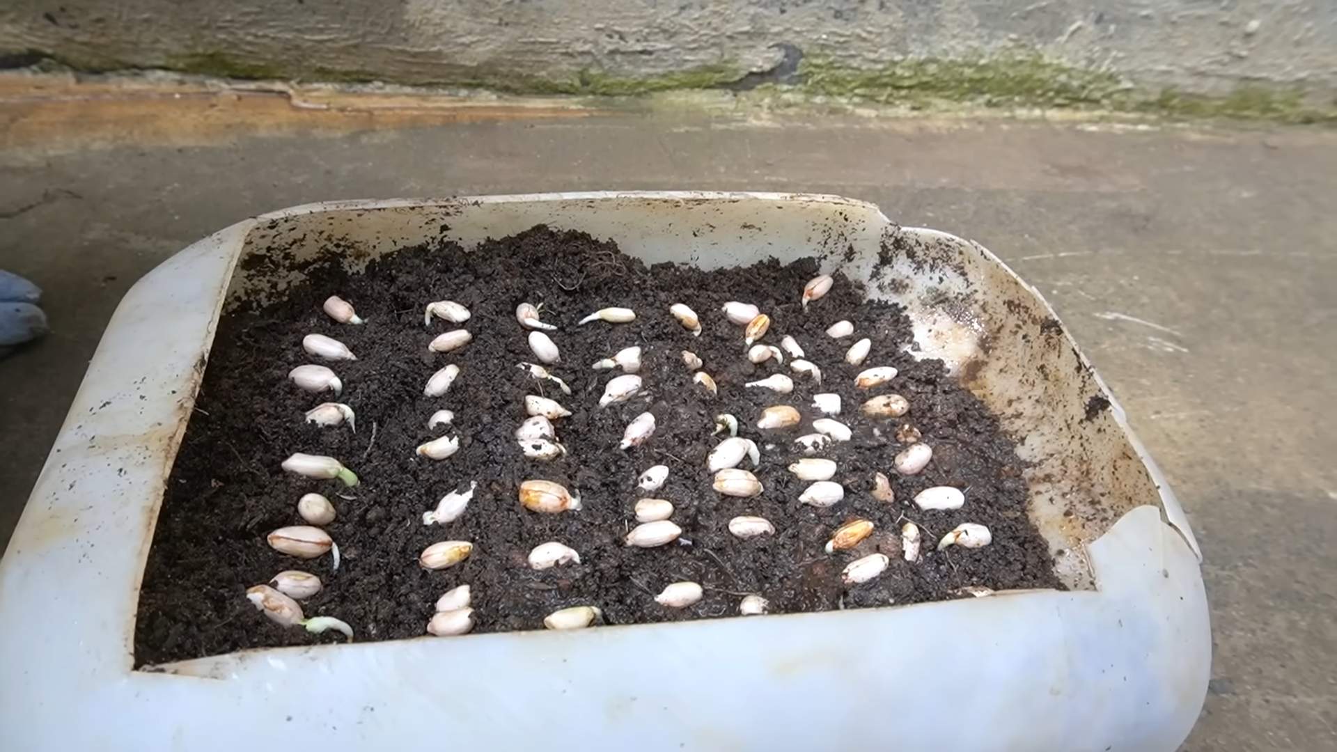 Growing peanuts at home