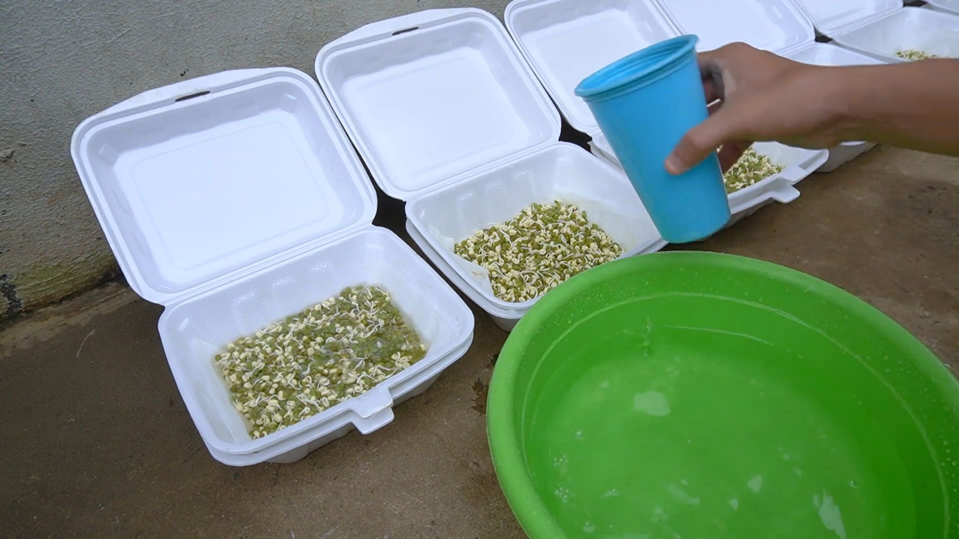 Harvest bean sprouts quickly