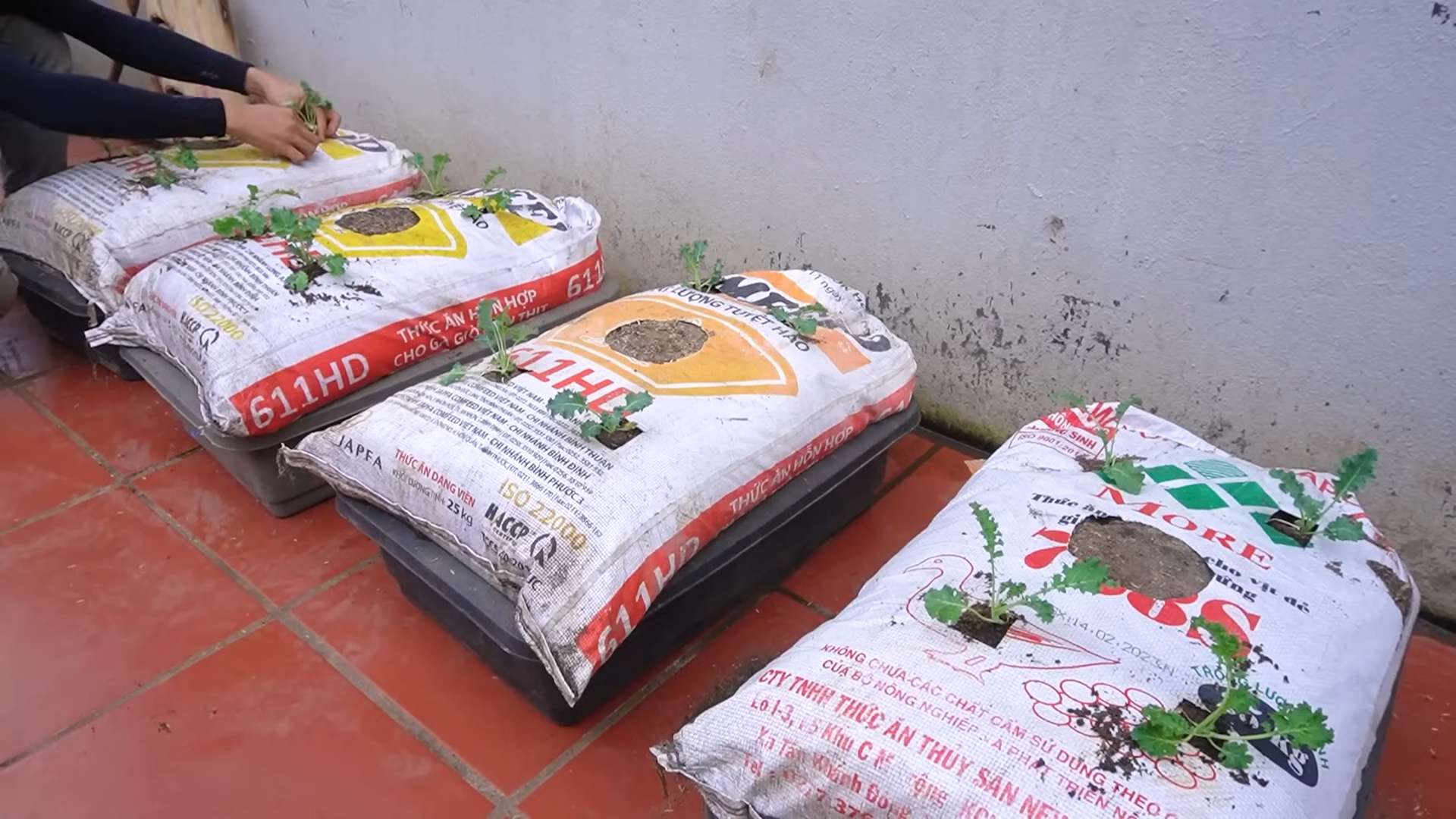 Grow Kale at Home Easily