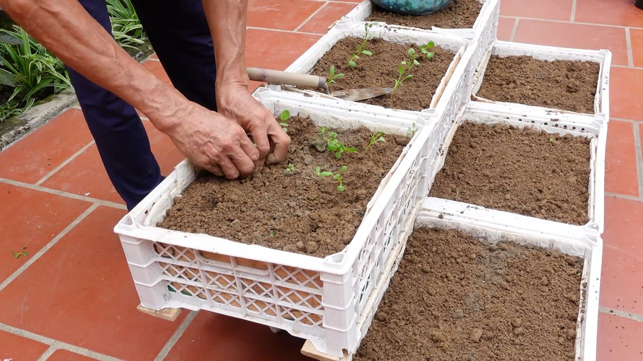 Indoor kid friendly garden