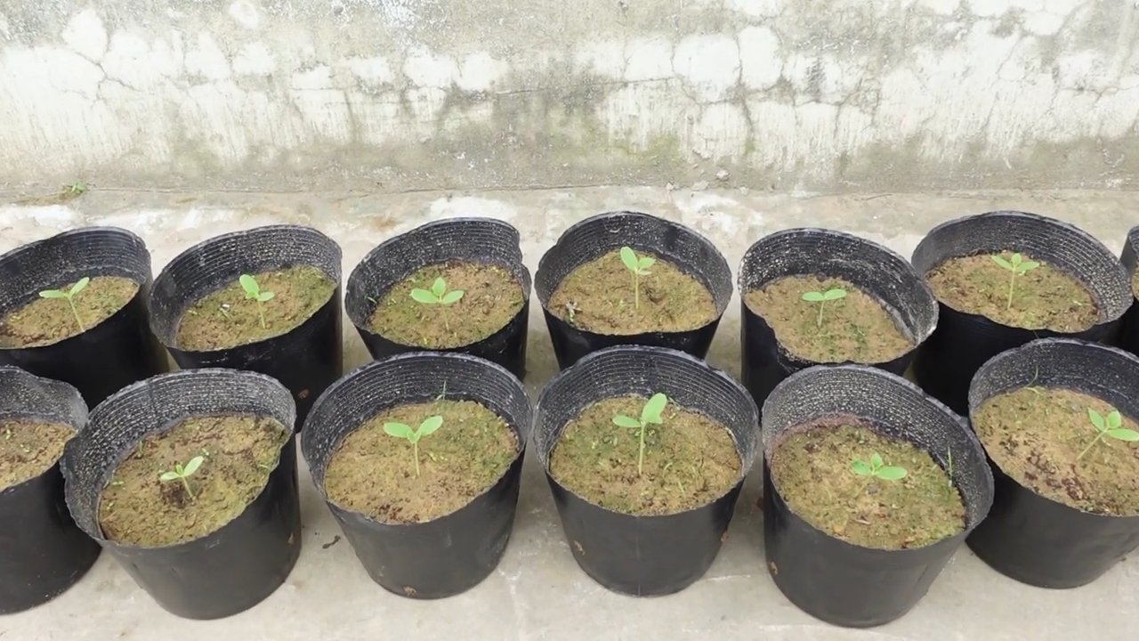 Sweeter Cantaloupe Growing Tips