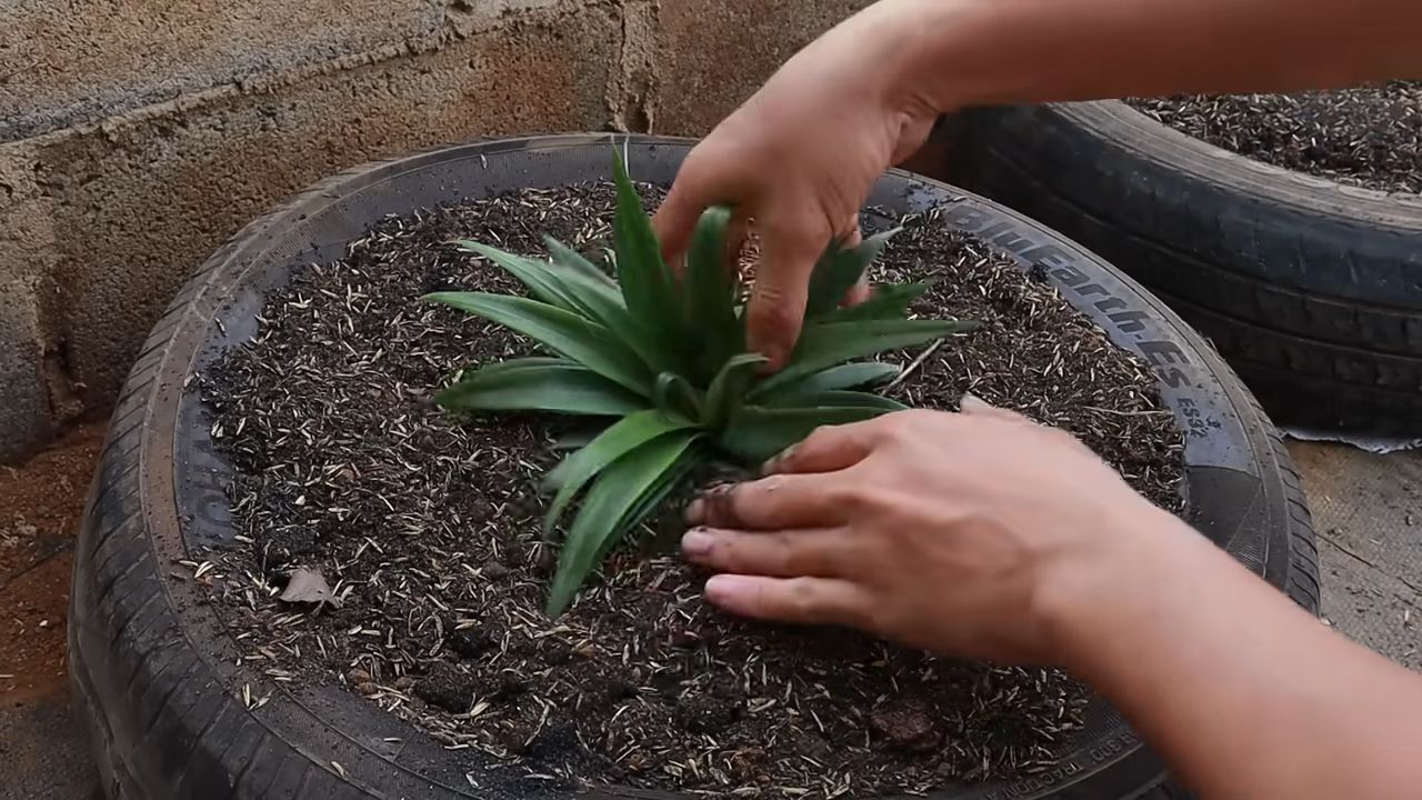 Grow Pineapple on Terrace