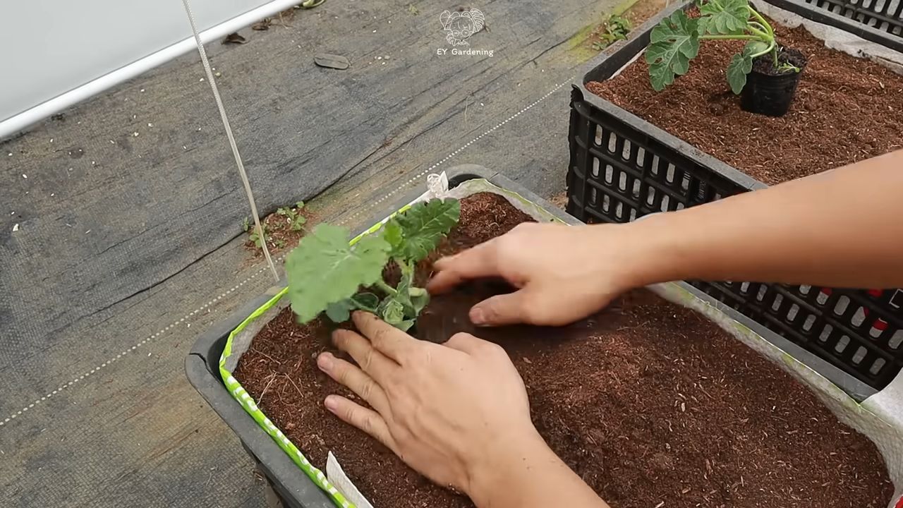 Grow Watermelons at Home