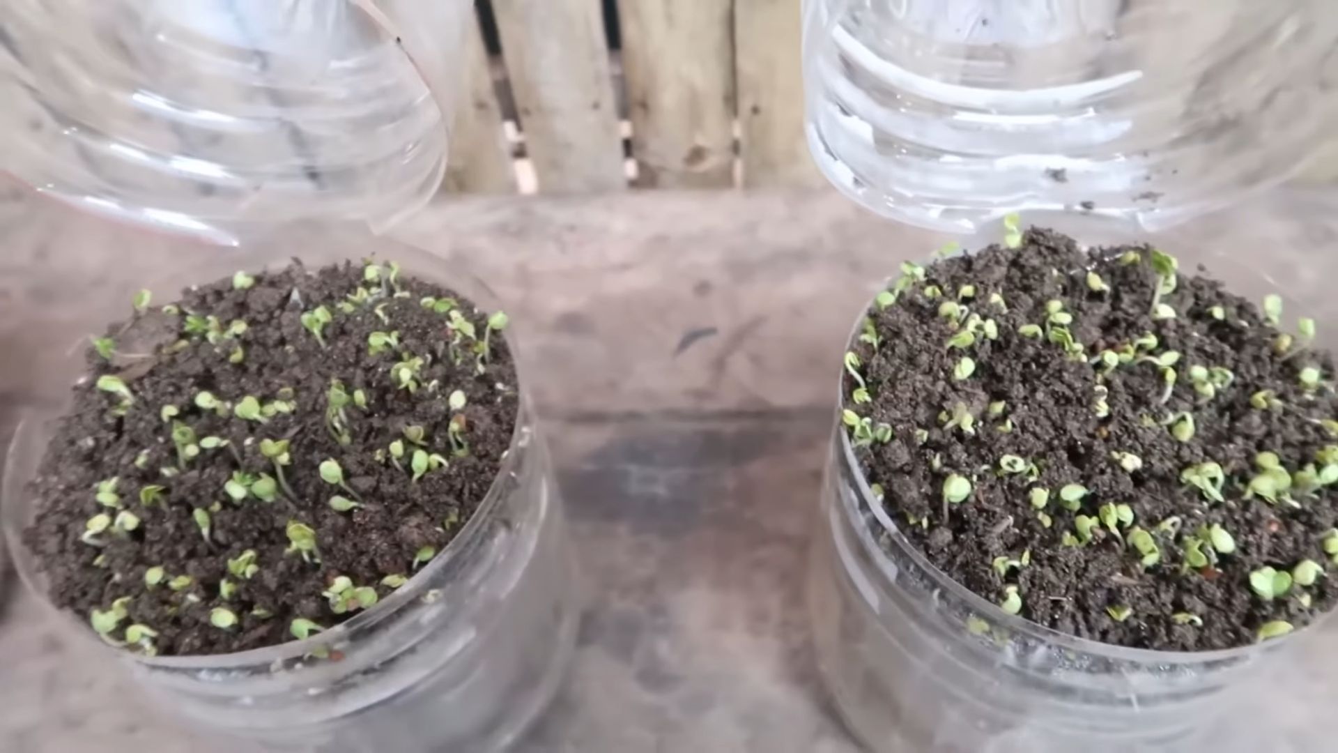 Soil Free Microgreens
