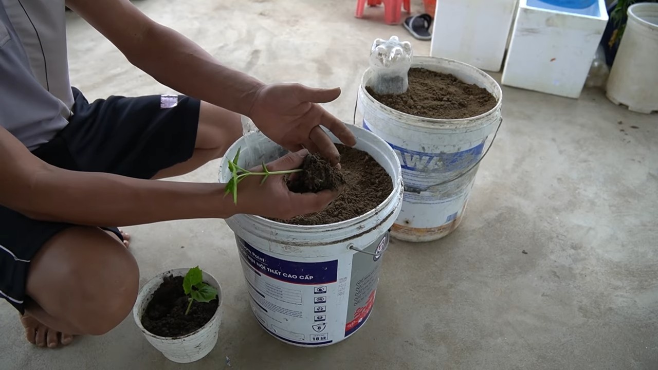 Bitter Melon Tub Gardening
