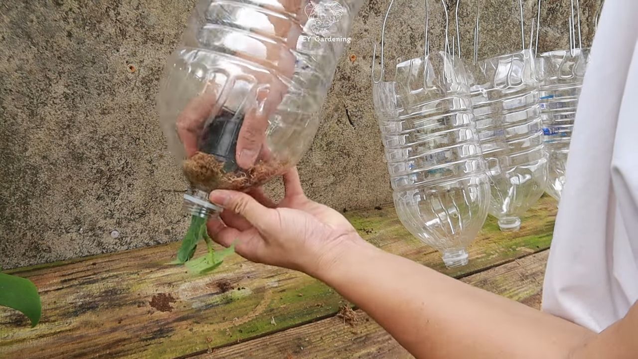 Hanging eggplant gardening