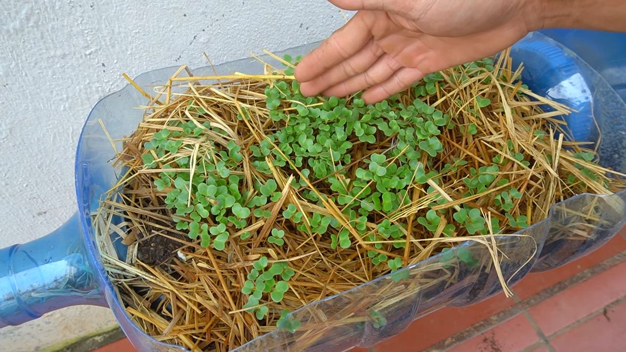 Grow Collard Greens Like a Pro