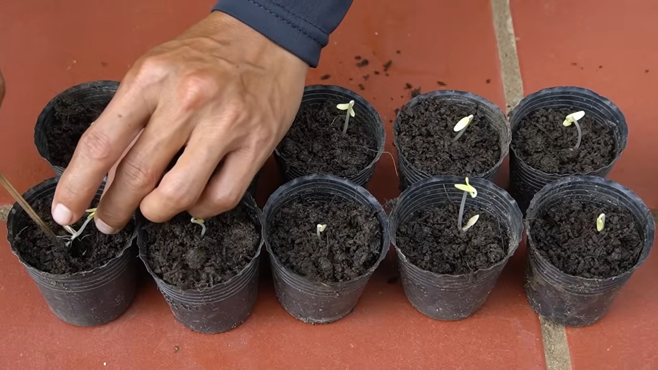 Cucumber container gardening
