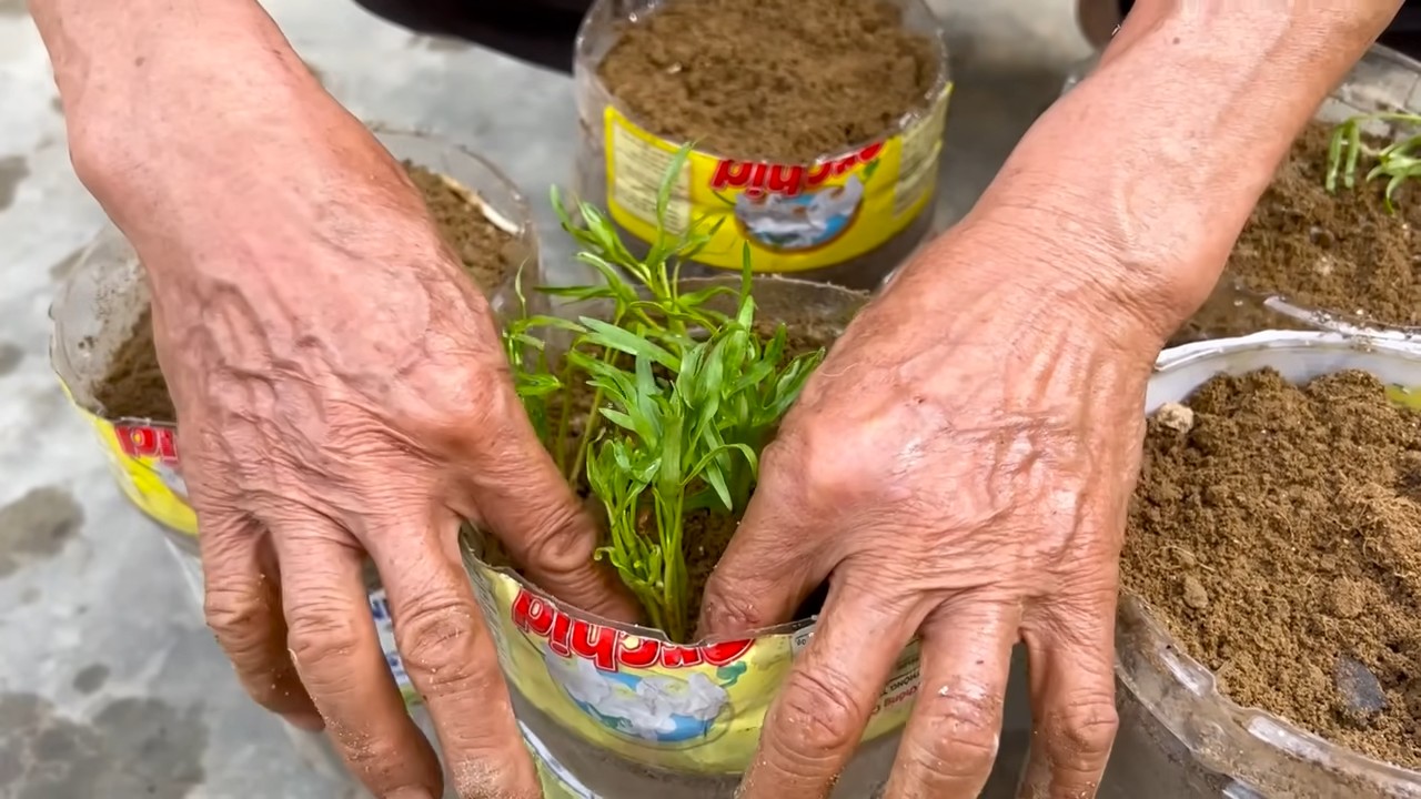 Waterwise vegetable gardening