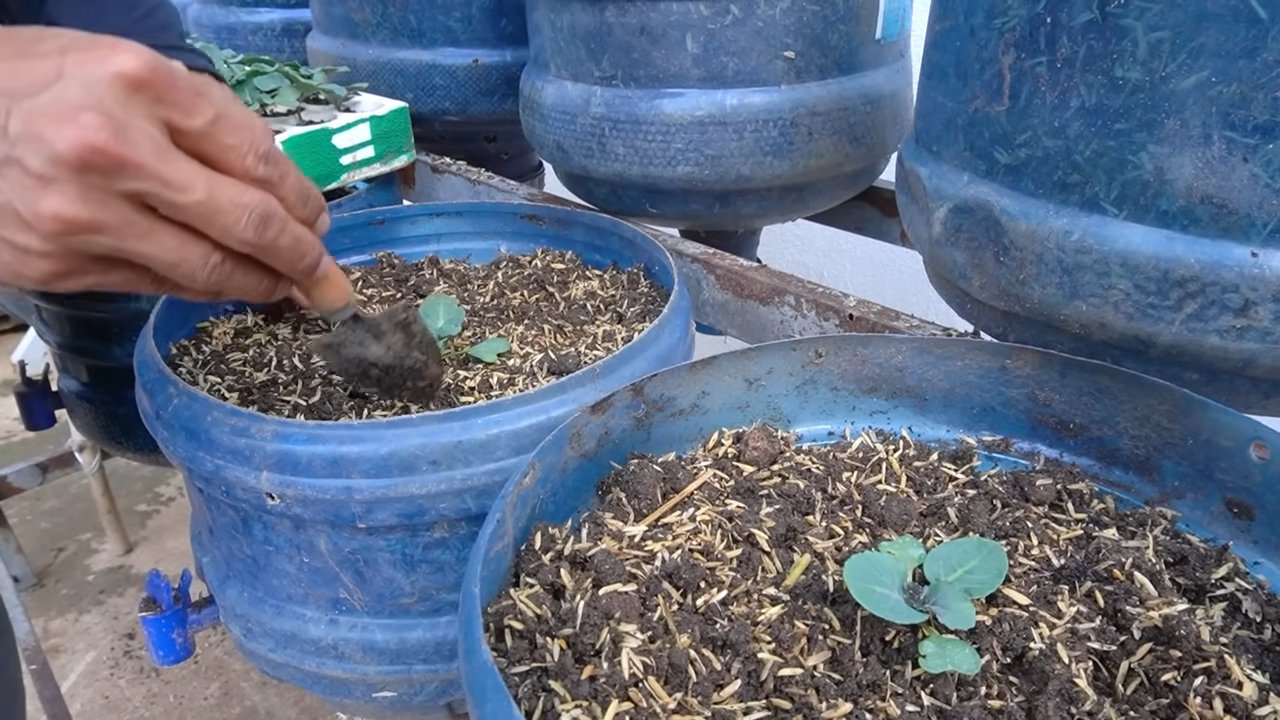 Grow Kailan Quickly