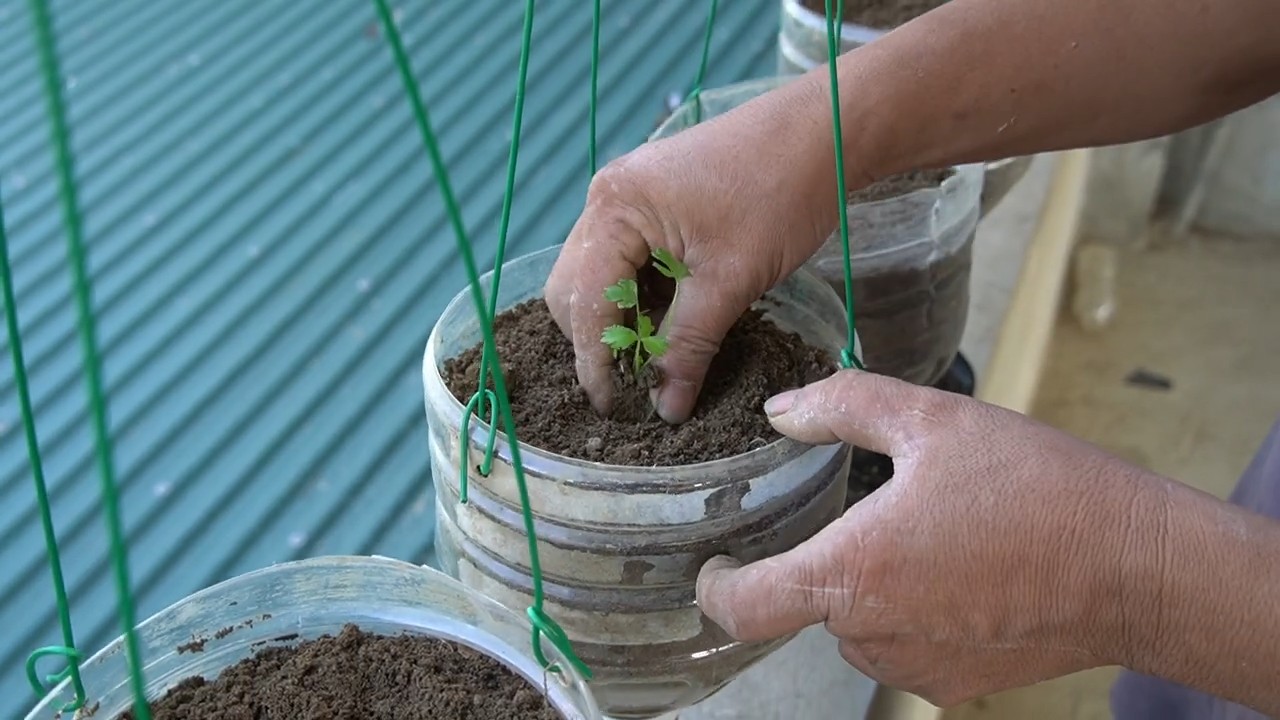 Grow Celery Hanging Garden