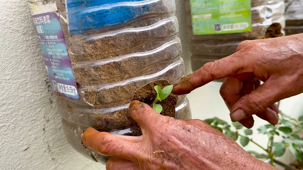 Eggplant Planting Success