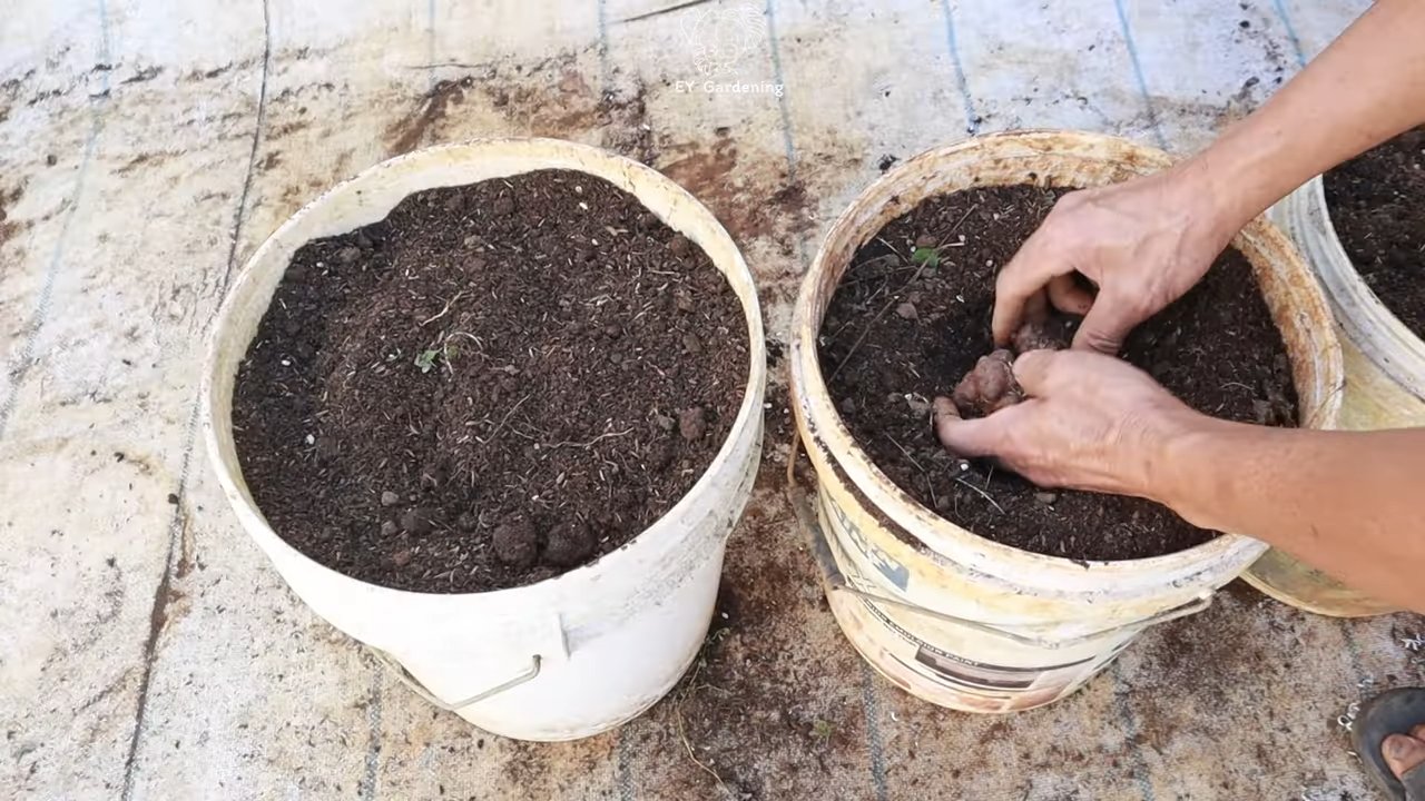 Growing Yacon at Home