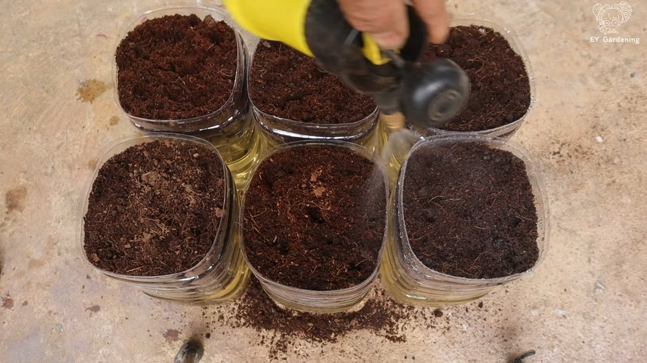 Growing green onions from plastic bottle