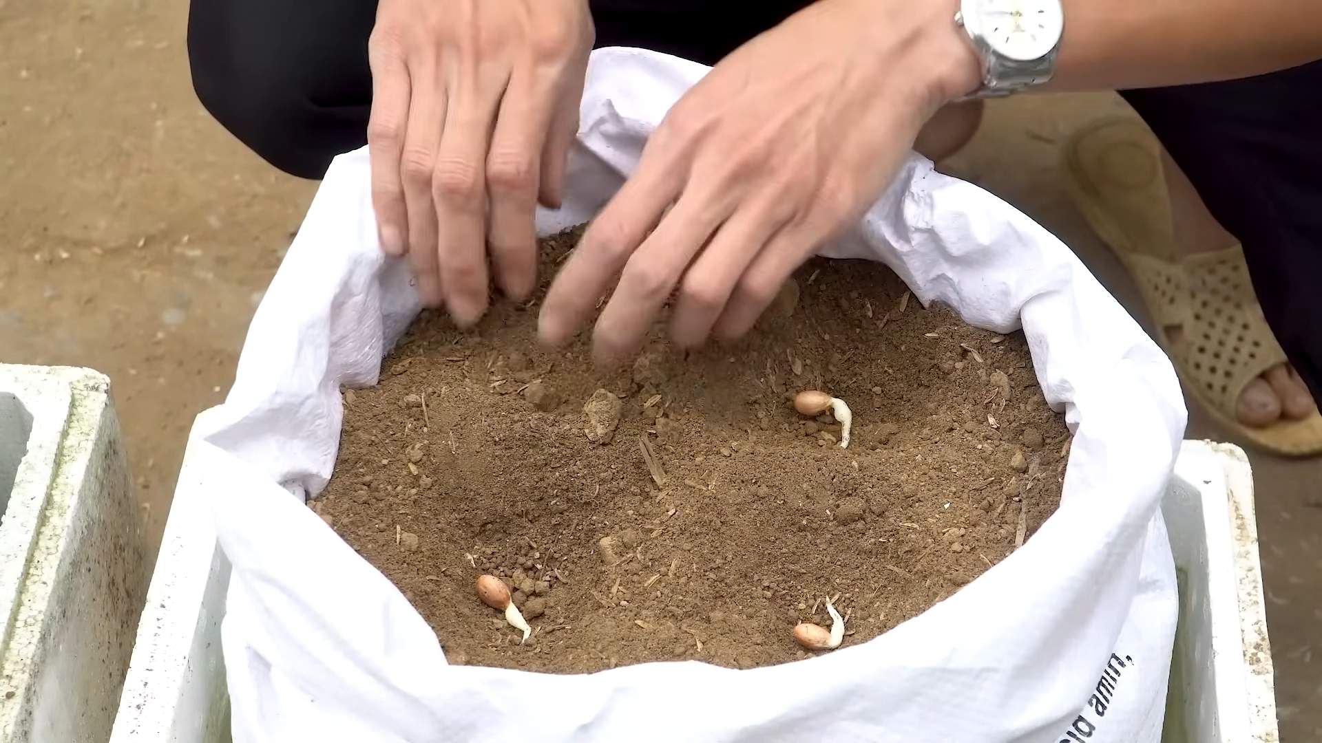 Sack gardening peanut harvest