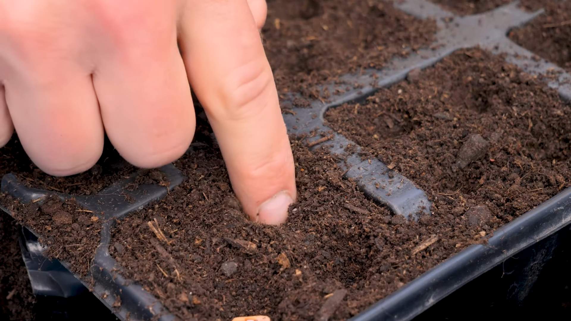 Grow Bush Beans Container