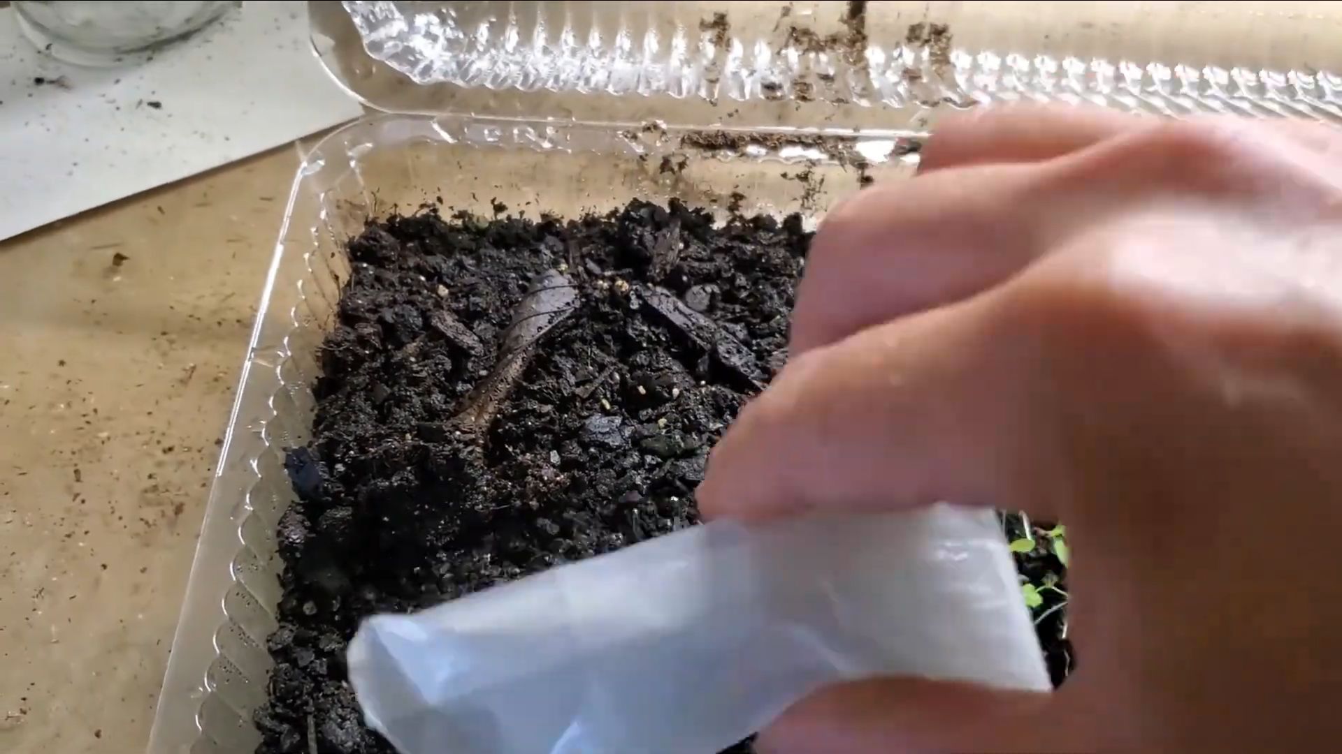 Growing Coral Bells from Seed
