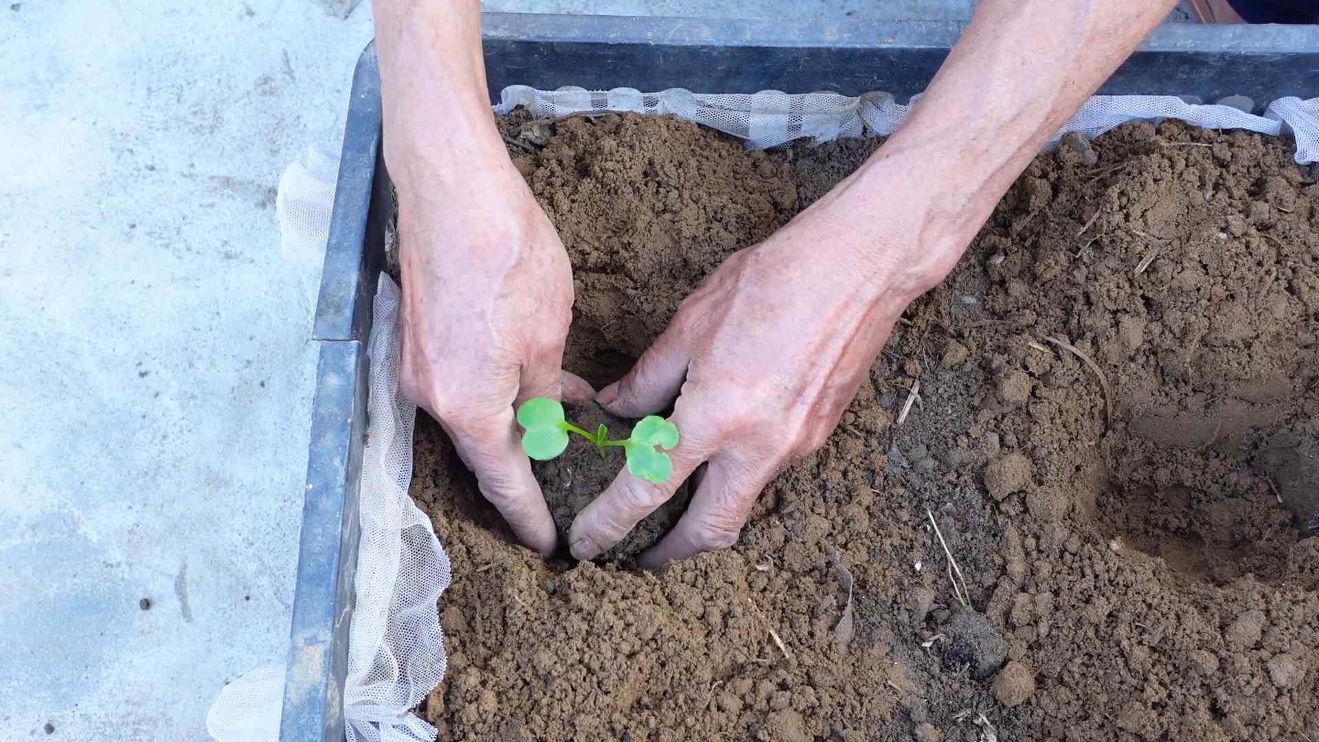Grow Radish at Home