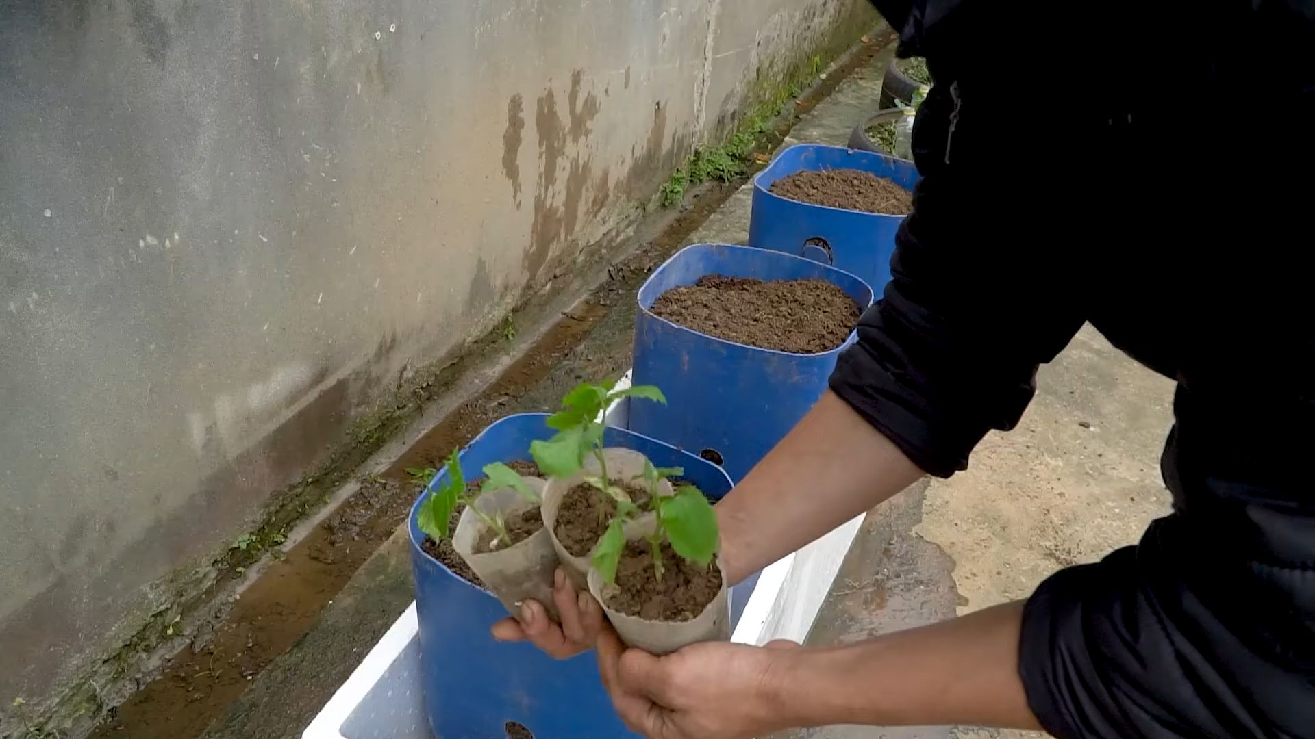 Indoor Bitter Gourd Growing