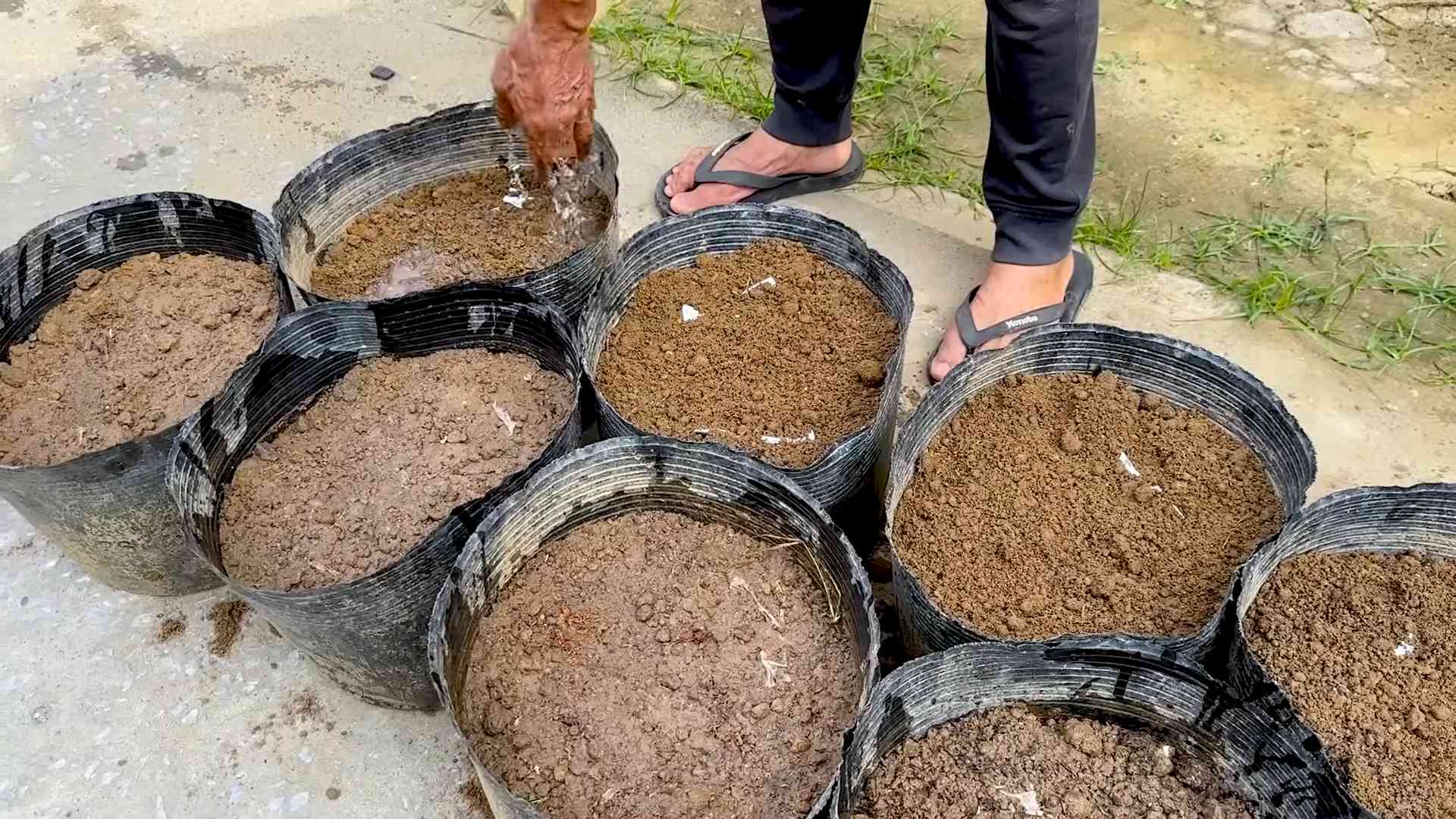 Yardlong Bean Growing Guide