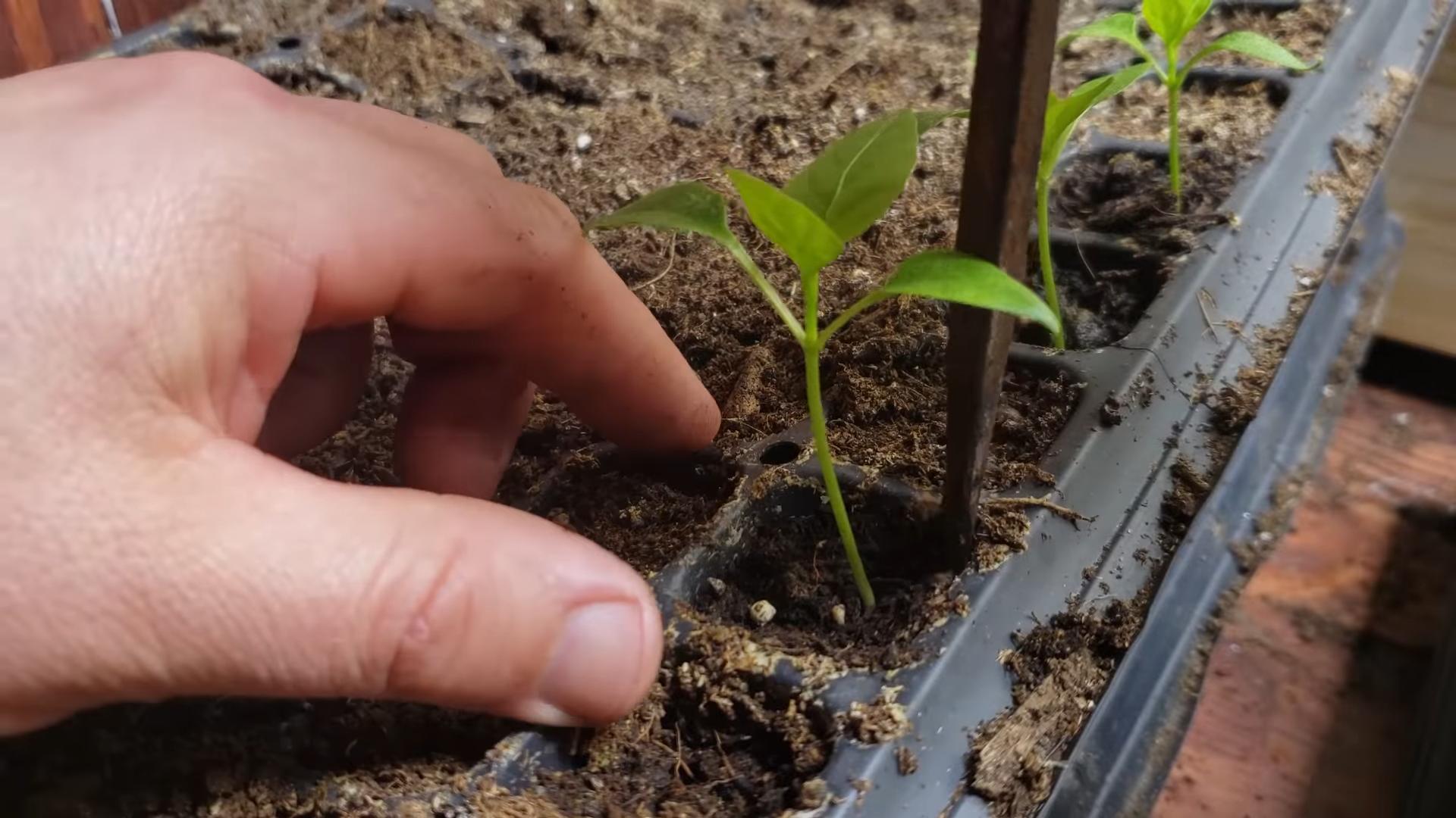 Grow Peppers Small Spaces