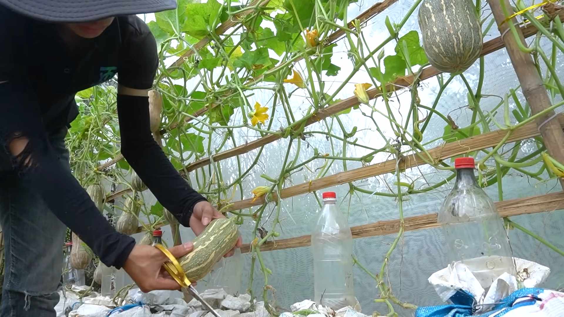 Growing Butternut Squash Home