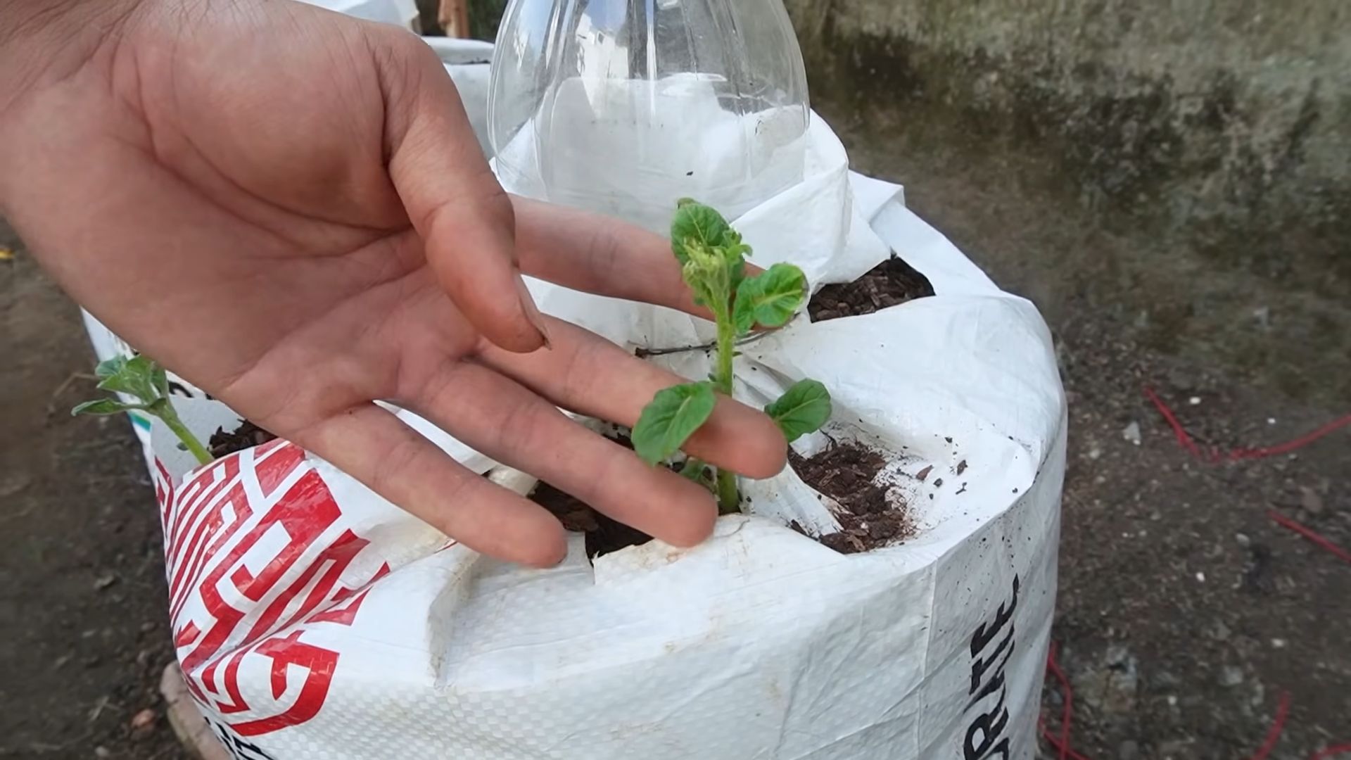 Growing Potatoes in Buckets