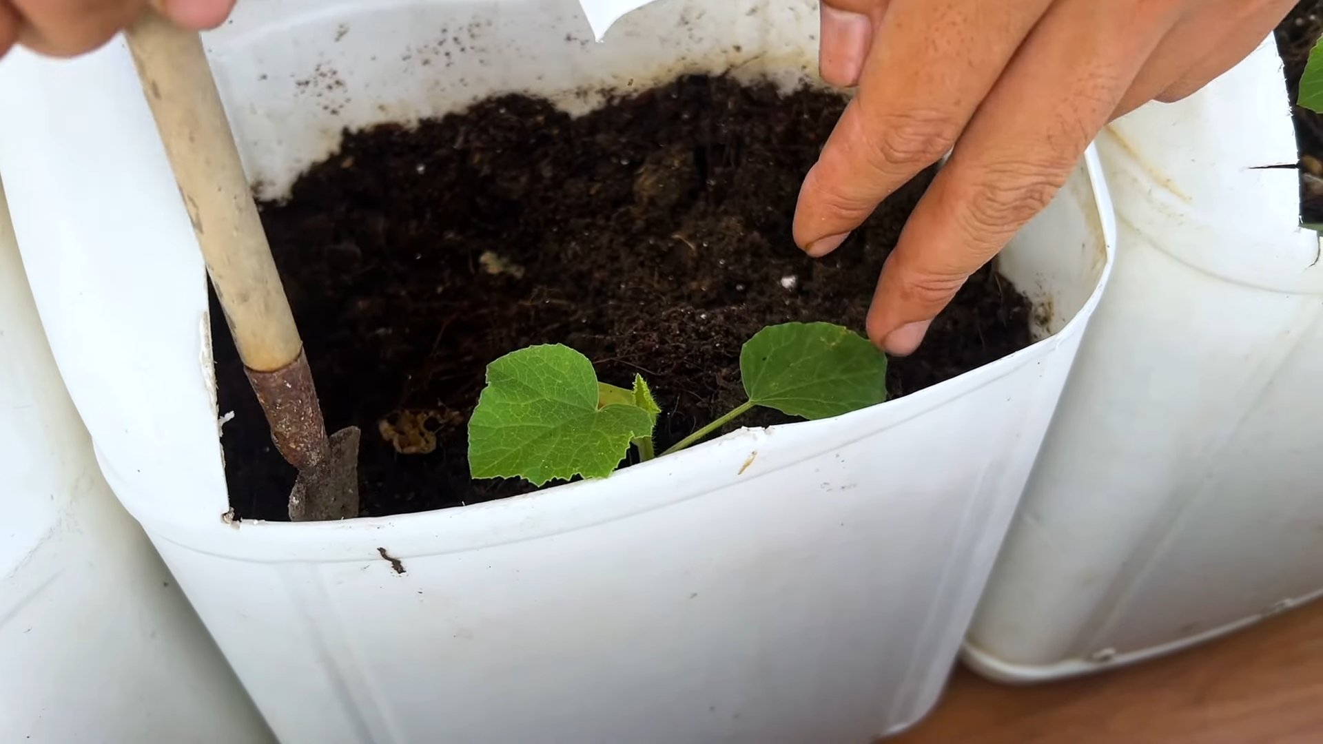 Grow melons efficiently