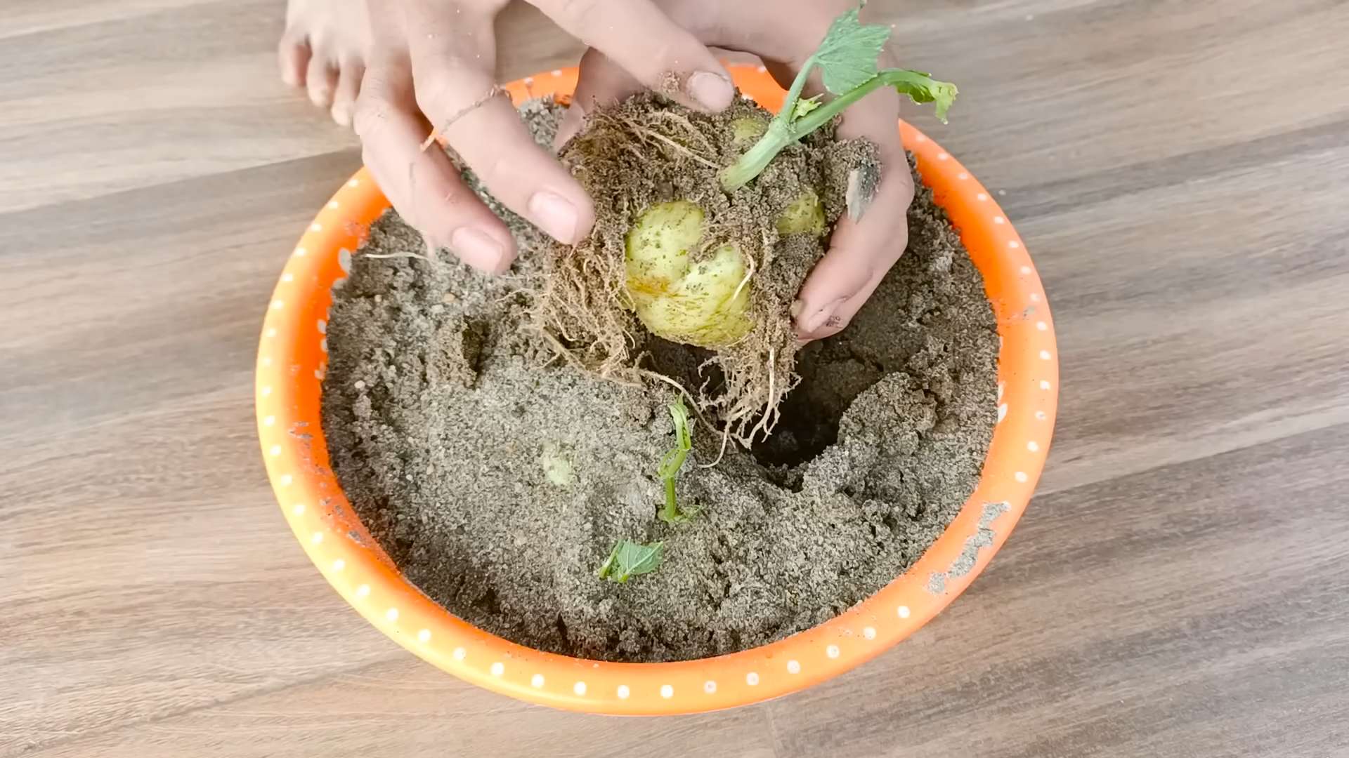 Rooftop chayote growing tips