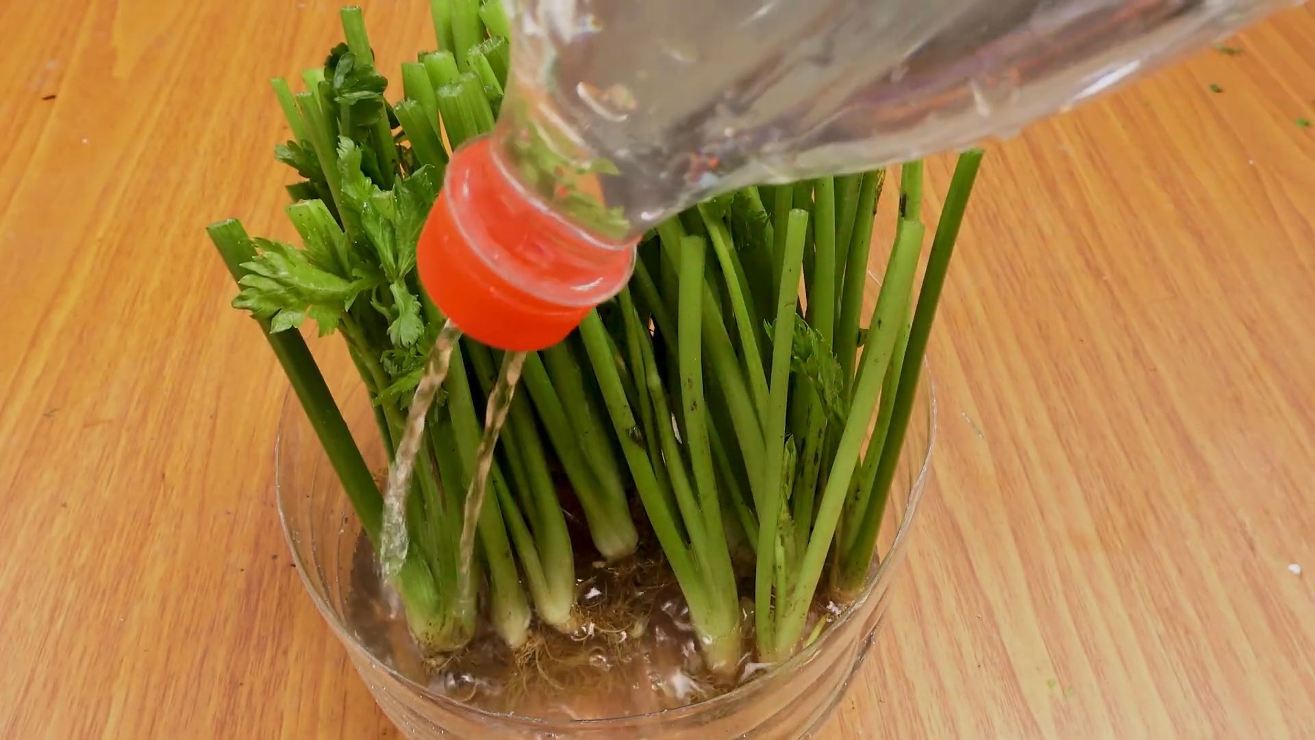 Regrow Celery From Scrap