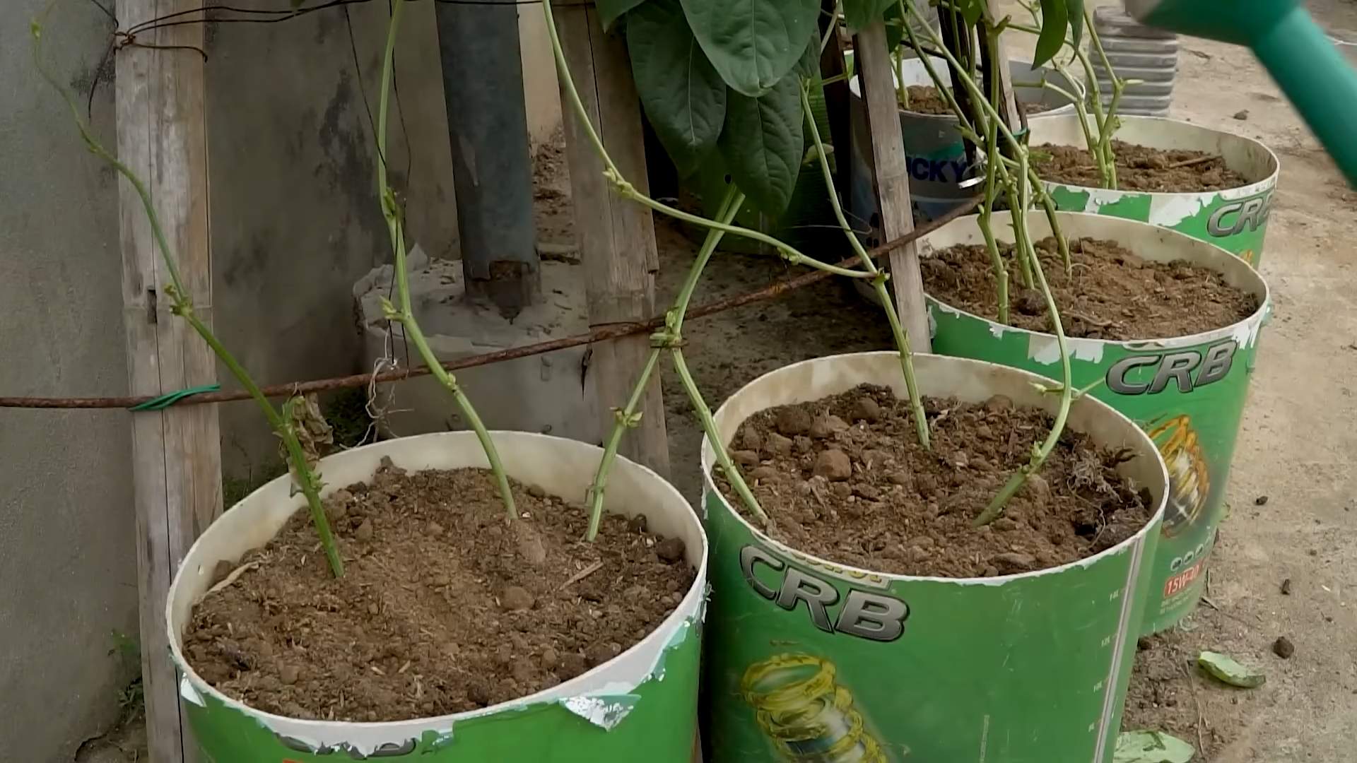 Long bean growing hacks
