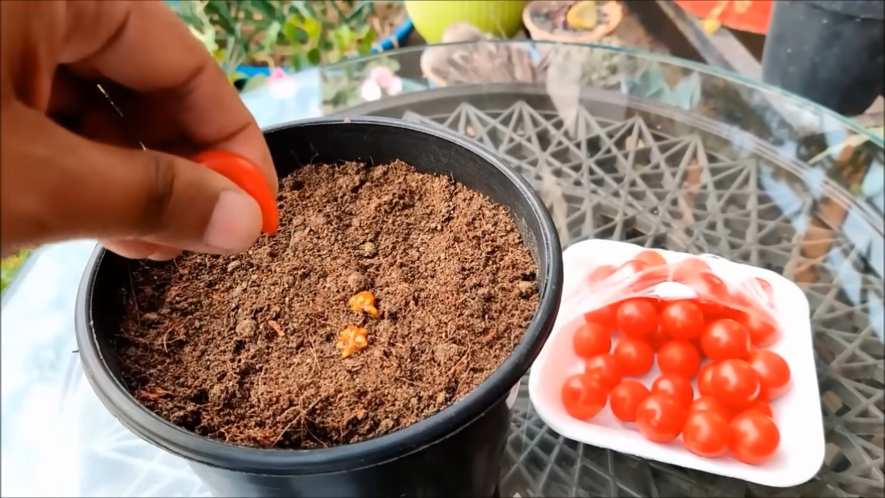 Cherry Tomato Home Gardening