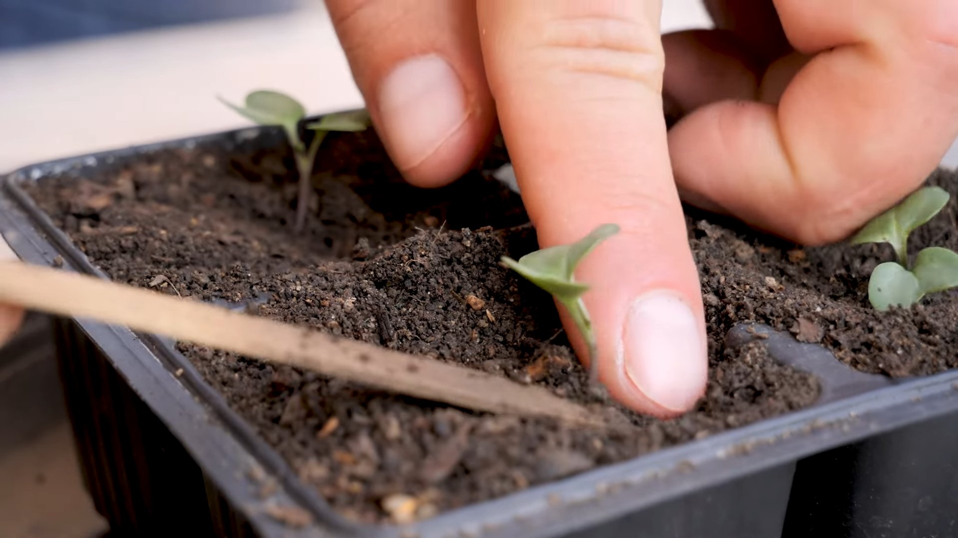 Planting and Harvesting Broccoli