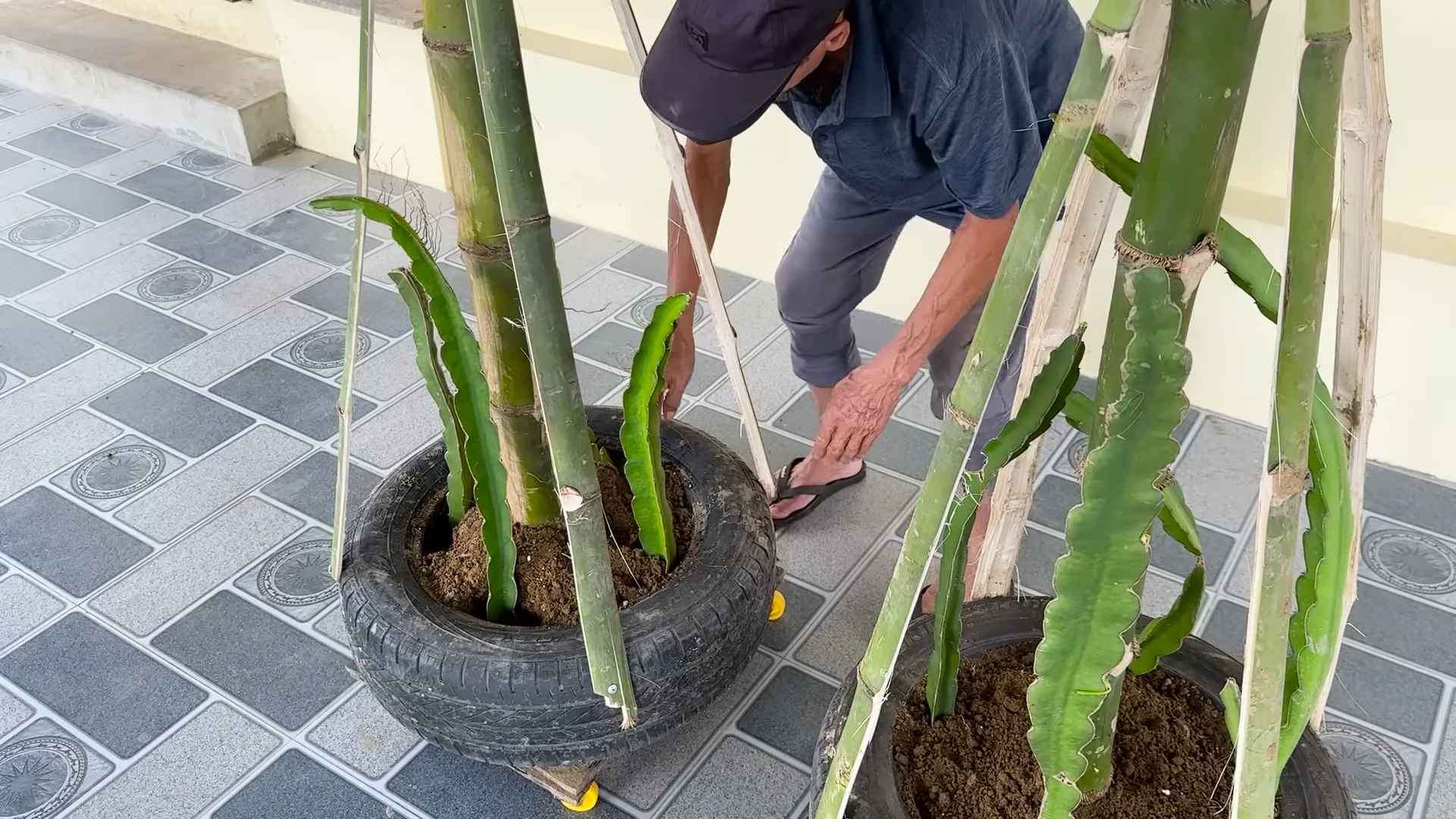 Dragon Fruit Backyard Growing