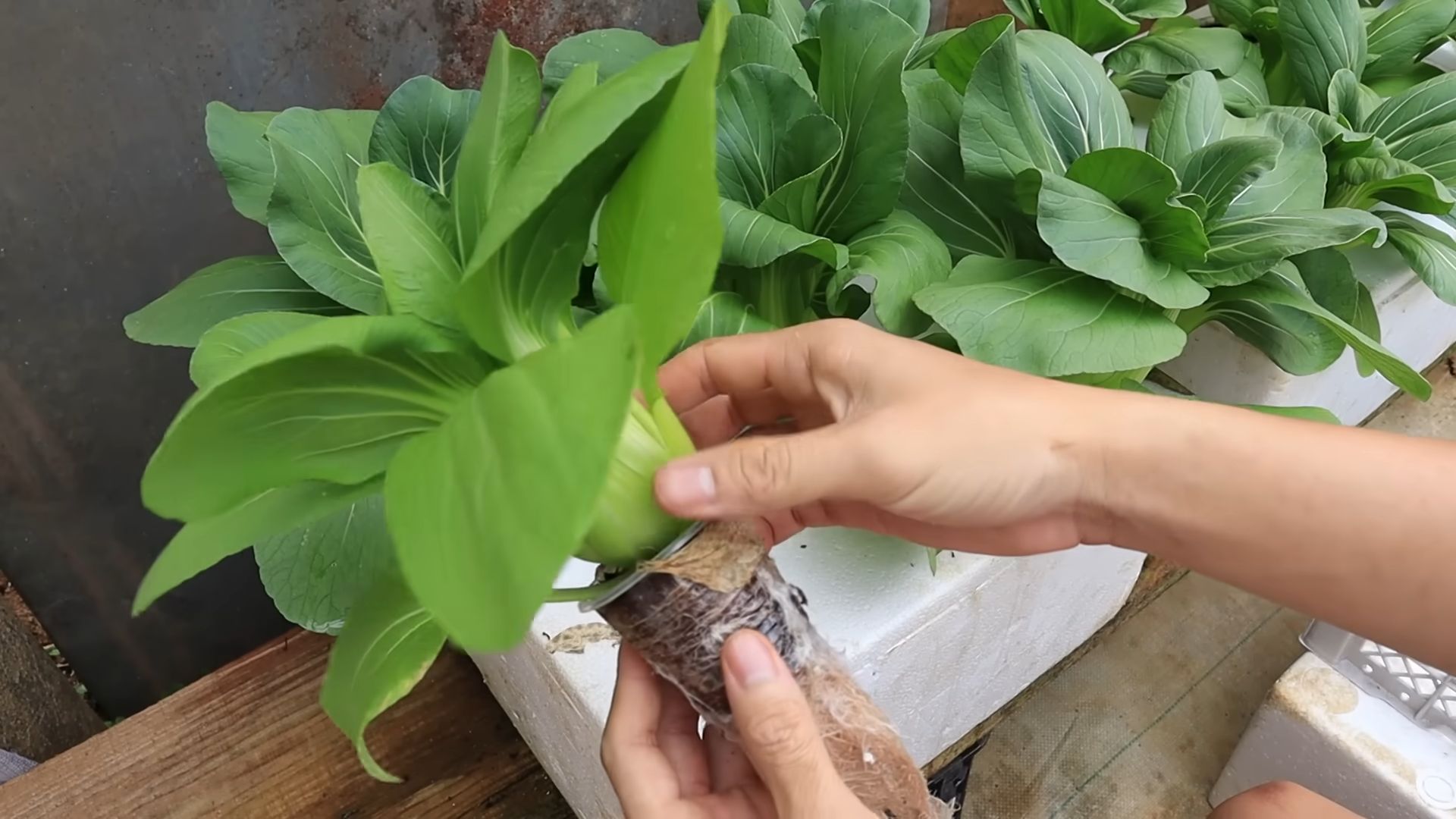 DIY Hydroponic Vegetables