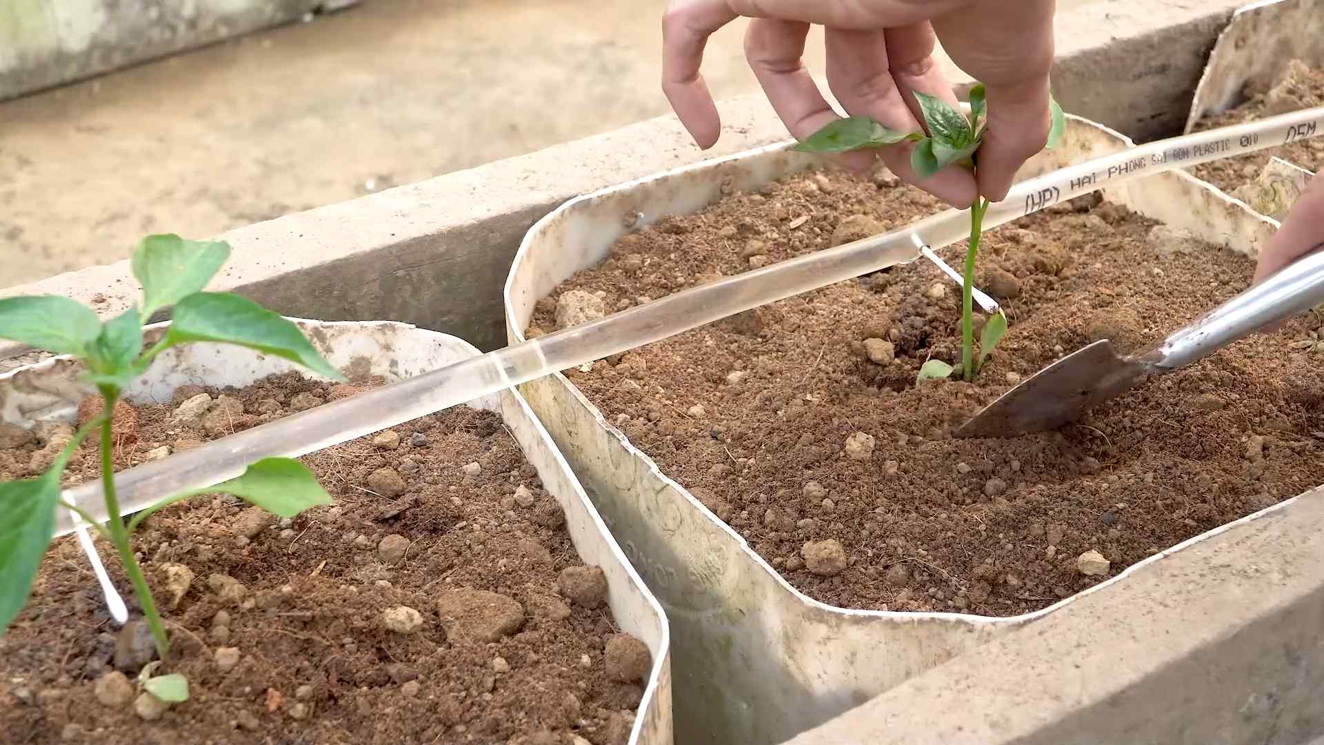 Growing bell peppers in pots