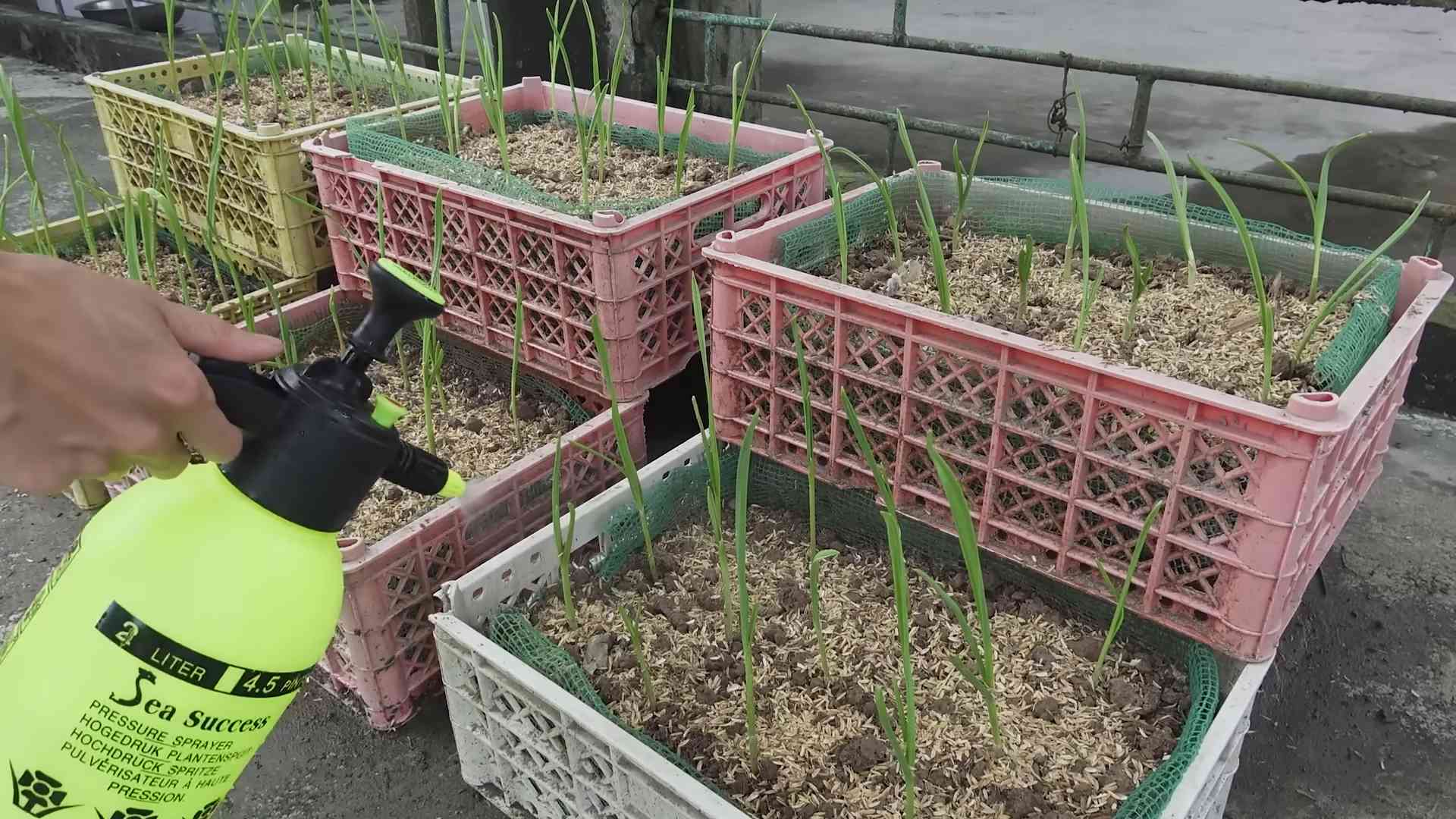 Garlic Bottle Growing DIY