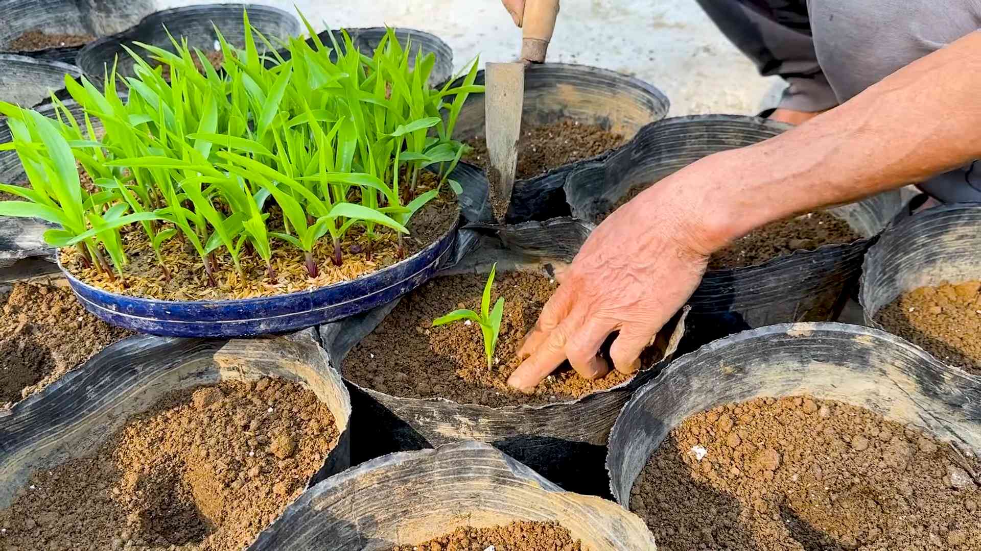 Rooftop Corn Farming Guide