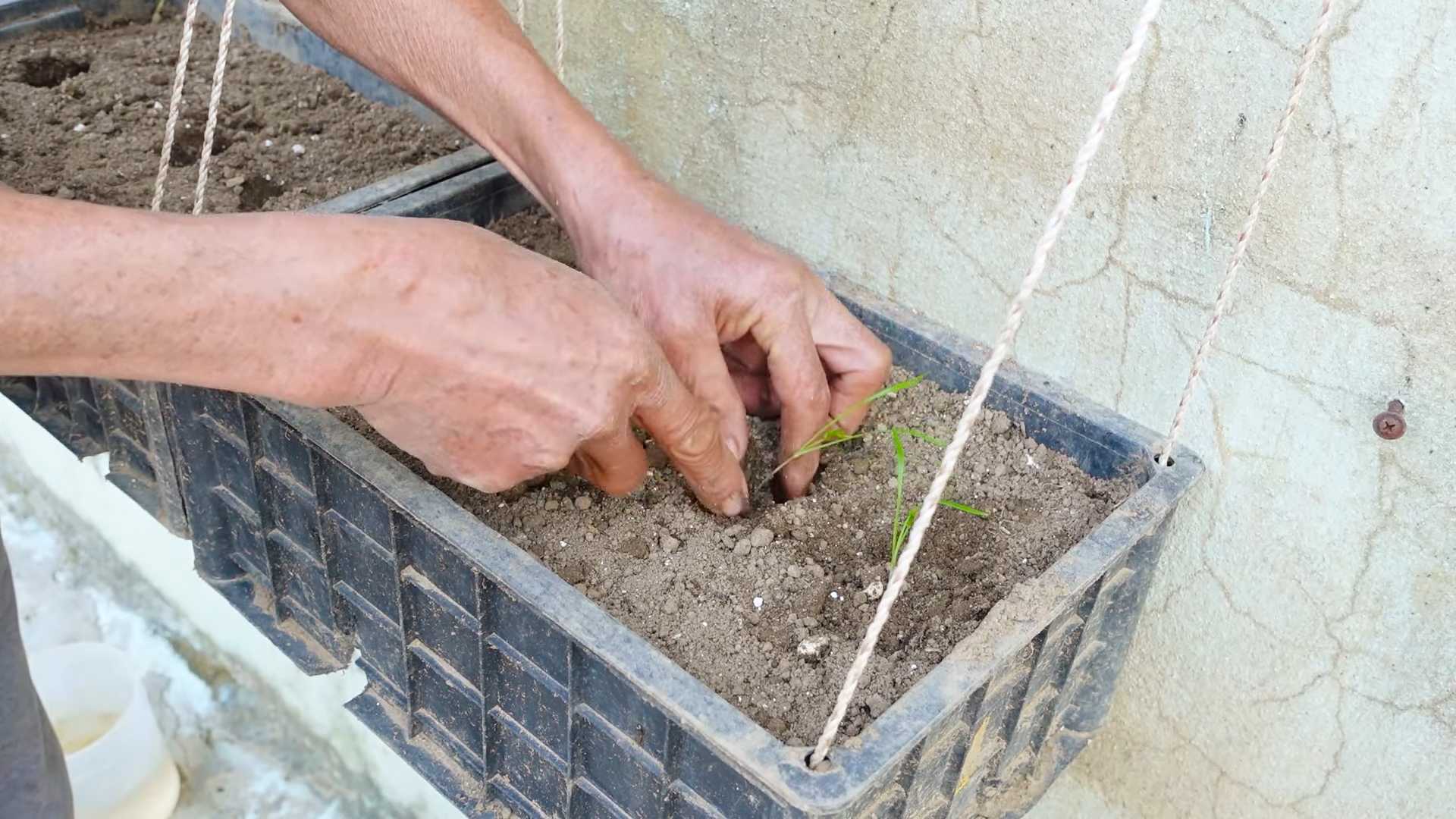 Grow Dill Kitchen