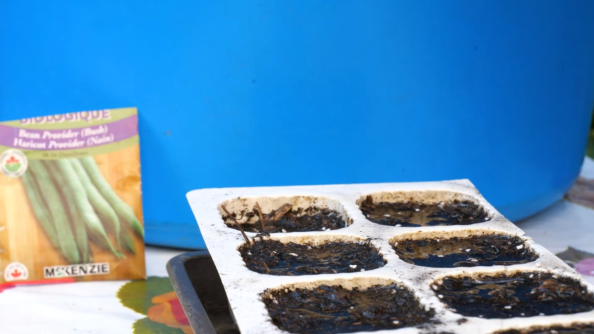 Grow Green Beans Easily