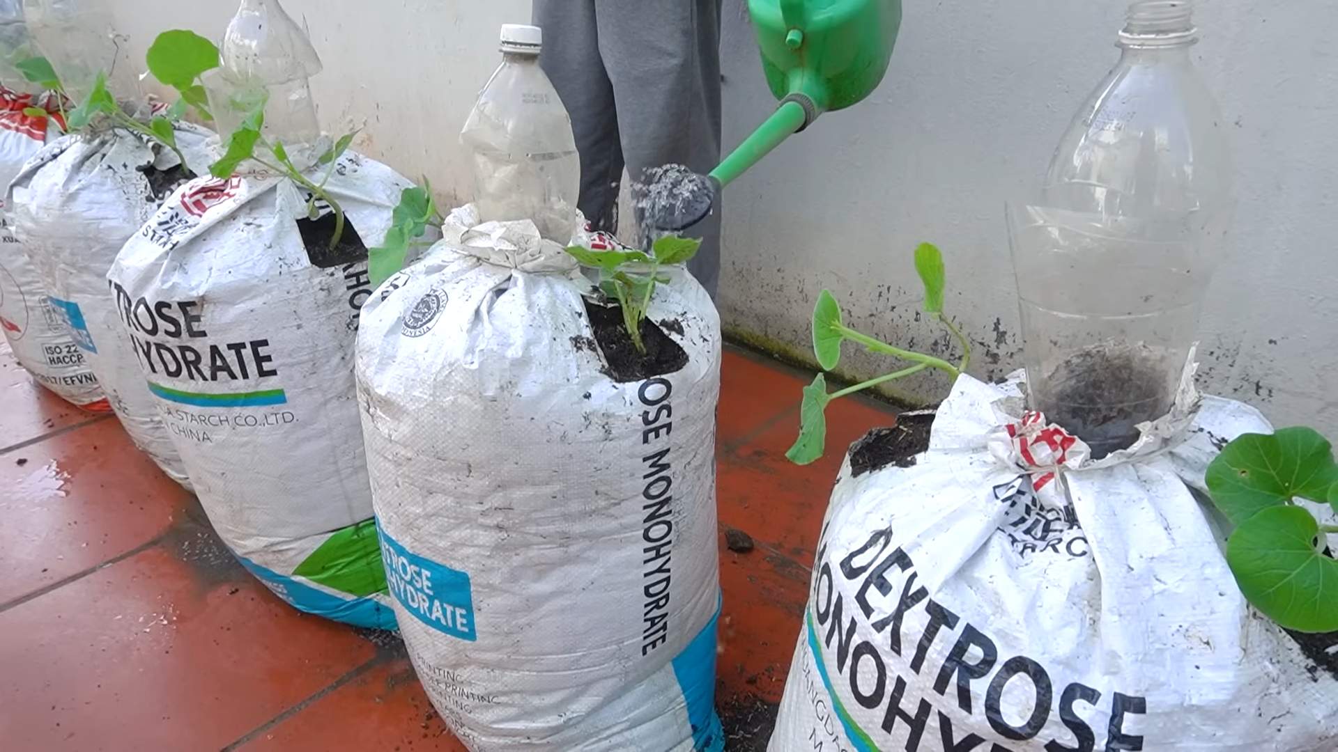 Container Gourd Growing